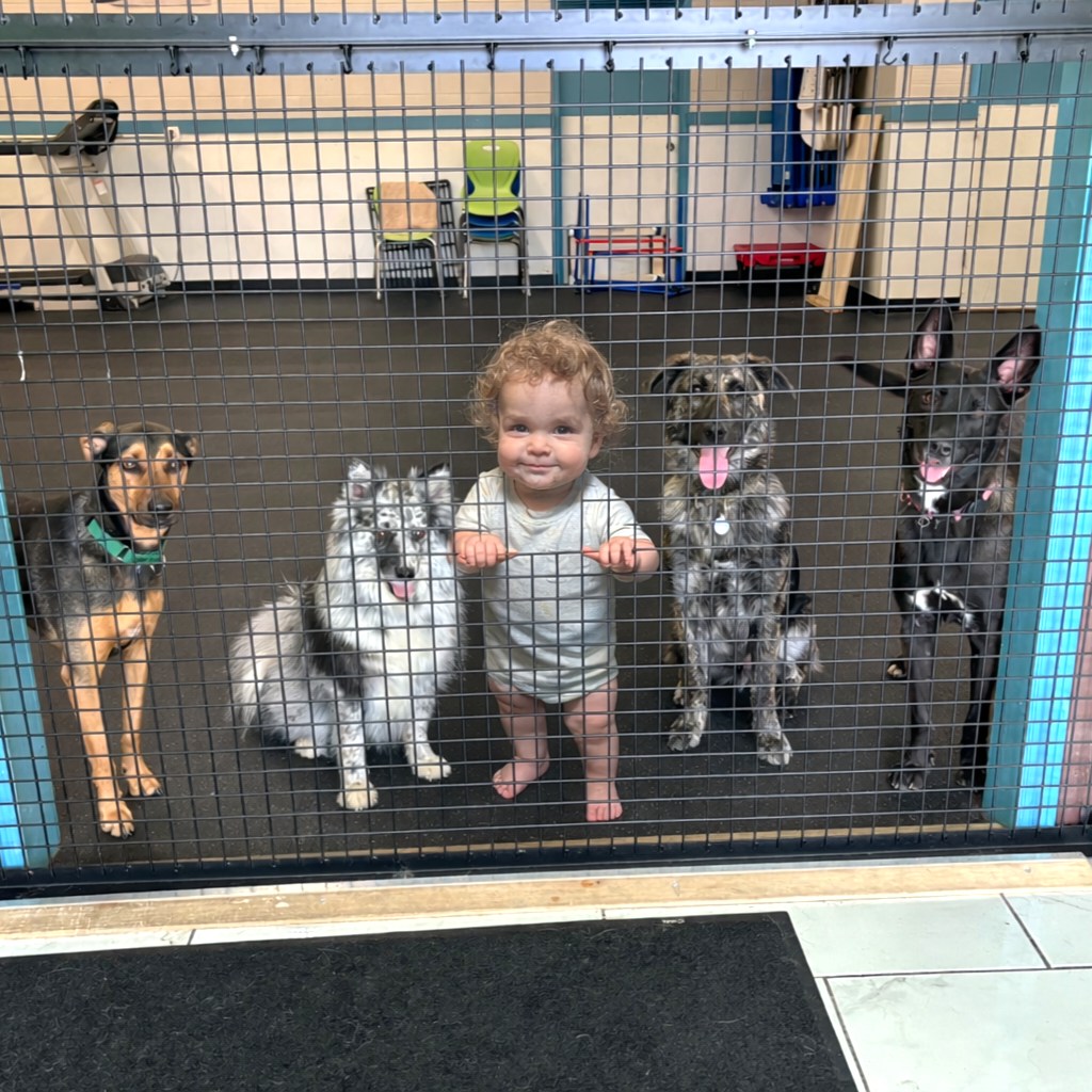 Exciting update at Ruff Life - we've added baby training to our list of offerings! If your child is between the ages of three months and 1.5 years, and has yet to master basic life skills, then this is the class for you. Create a more tranquil relationship with your baby through this program, which will teach them:
๐ถCrawling or walking (goal to be determined after initial assessment)
๐ถTalking (up to 10 words)
๐ถThe "leave it" command (we'll train with earrings and delicate knickknacks)
๐ถSocialization
๐ถRefraining from using a high volume in public
๐ถHolding their own cups
๐ถA full dance routine!
In the final week of class, we'll venture out to a local spot in the community to test their new skills in the real world!
Please reach out to info@rufflifeavl.com for start dates and availability!
Note: the baby must be crib-trained to attend this program.