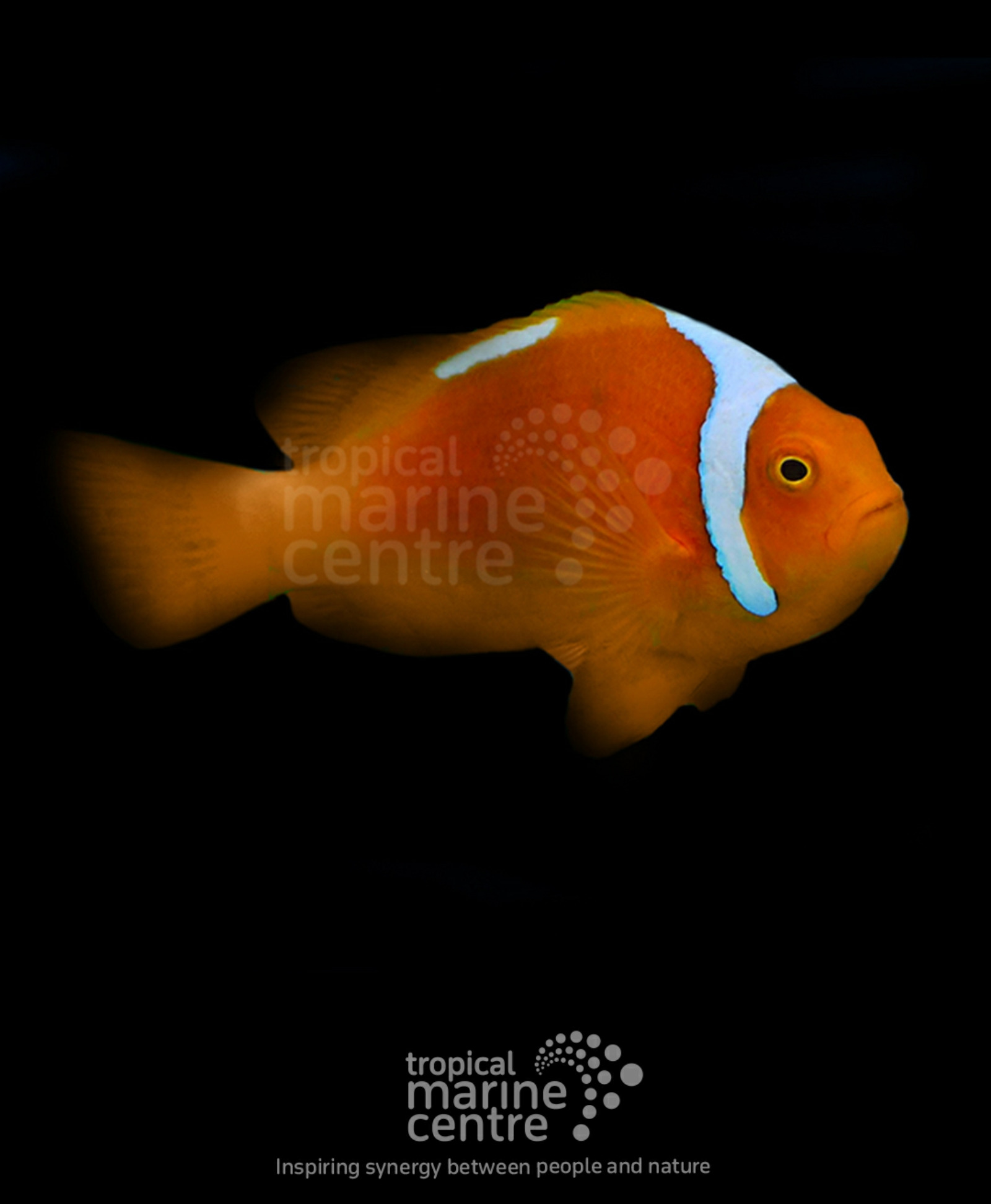 #tropicmarintanks
Amazing shot from @tropicalmarinecentre 😍
You use our products and want to get reposted? Tag your post with #tropicmarintanks.
#tropicmarintanks #tropicmarin #tropic_marin
#eatsleepreef #allmymoneygoestocoral #reefporn #coralporn #reefaholics #aquarium #saltwateraquarium #nanoreef #reeftanks #euroreefers #reef2reef #reefers4reefers #vitaminsea #seafari
@tropicmarinusa @tropic_marin_br @tropic_marinarg @tropicmarinperu @aquarium_planet_cr @scireef @aqua.united.gmbh