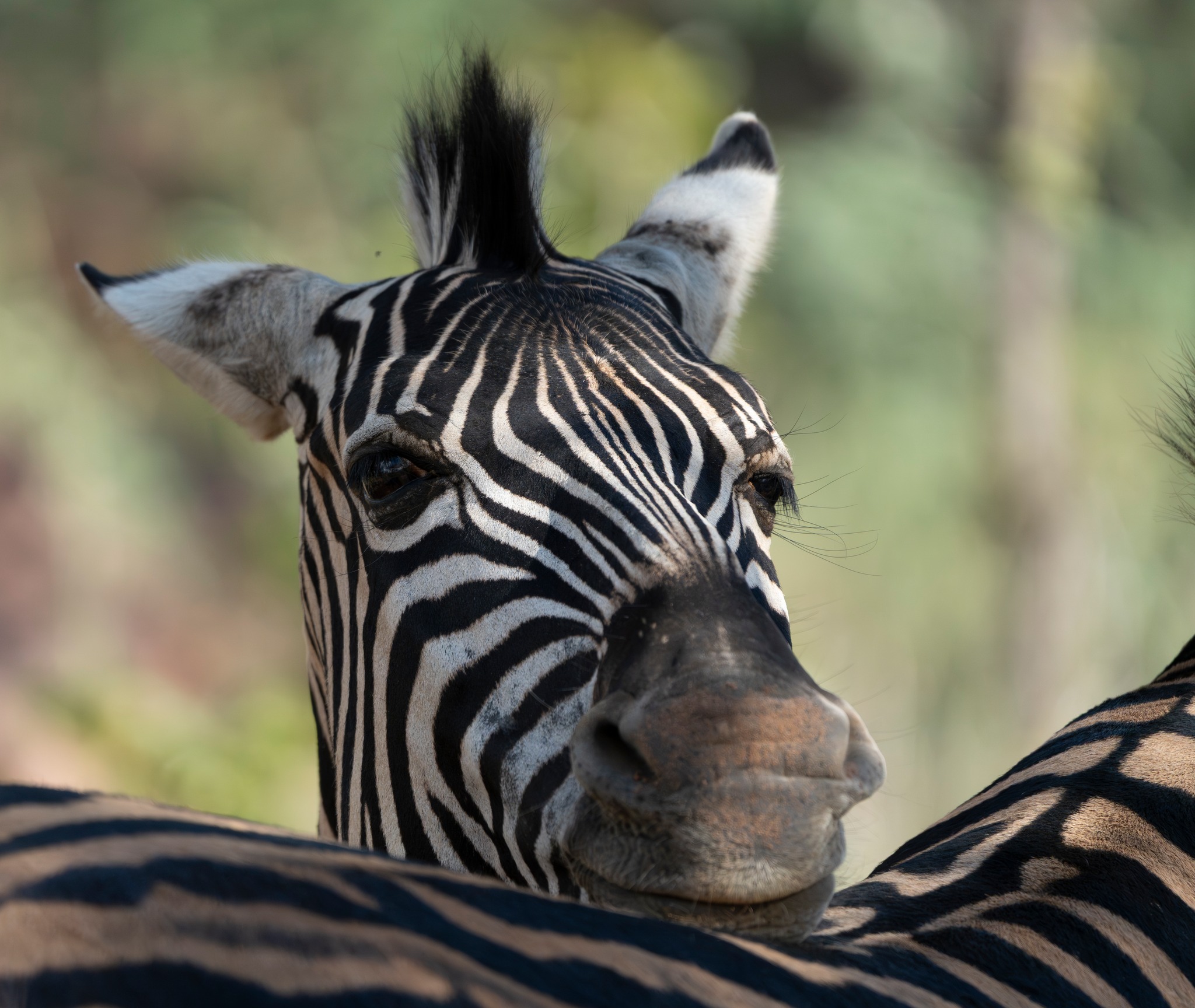 No two are ever the same - each zebra, a masterpiece of the wild. Up close, the patterns reveal themselves in detail, each stripe as unique as a fingerprint. It’s in these unhurried moments, when the bush slows down, that you truly begin to notice the beauty around you.
#57Waterberg #Welgevonden #ZebraLove #NatureLovers
