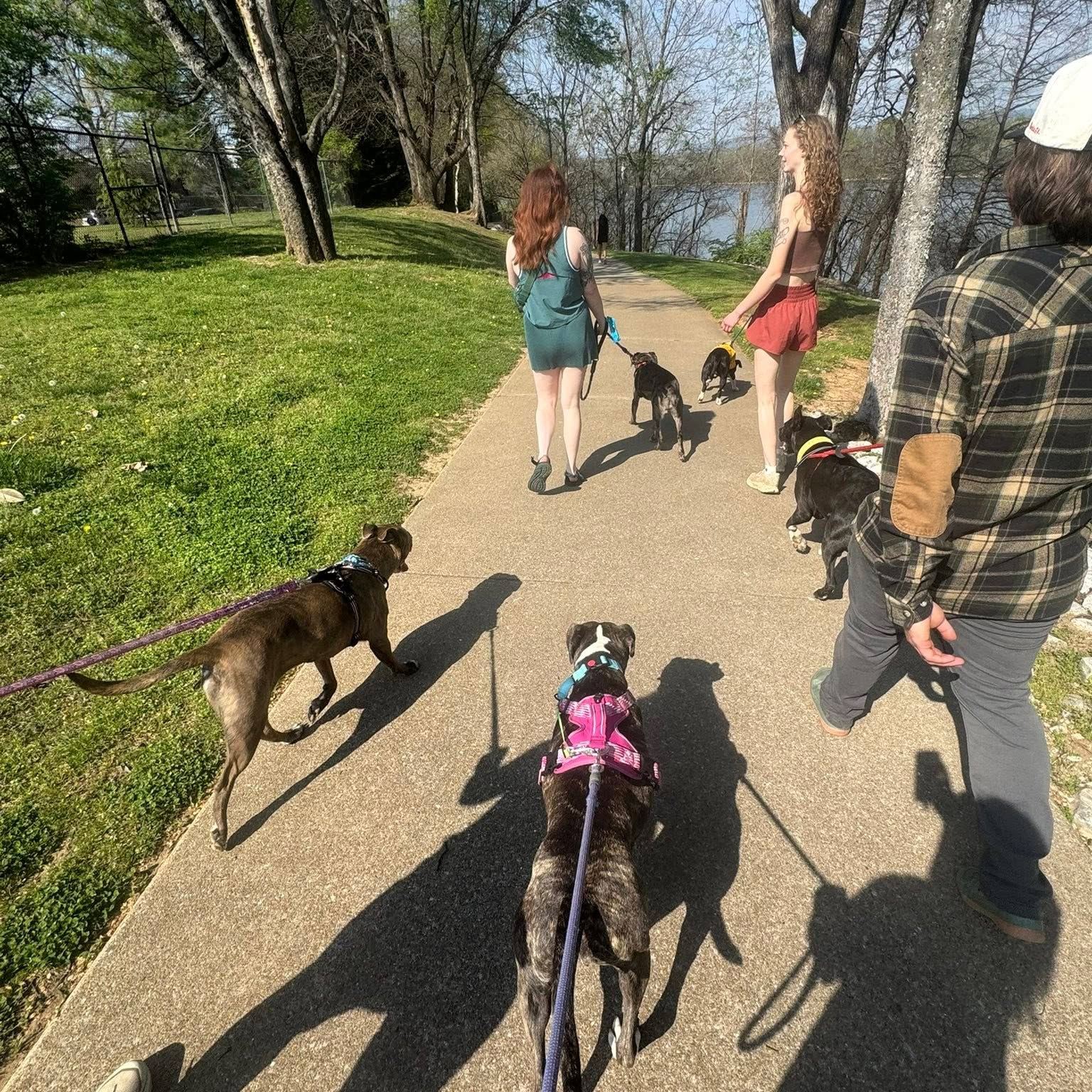 Our dogs had another amazing hike last week with our group dog walkers💜