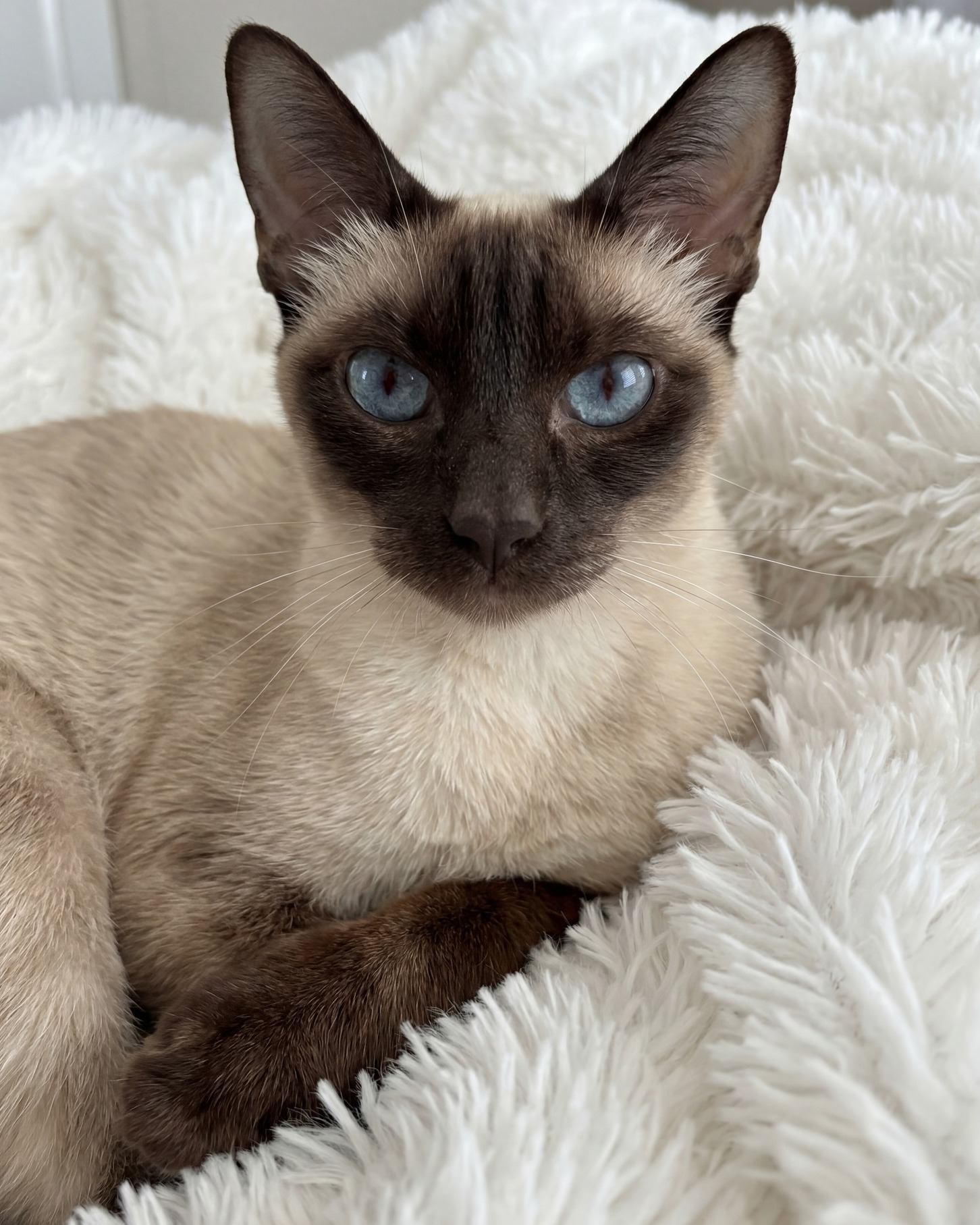 Not long until Nala becomes a mummy, she's due next week. We are not ready. (We are completely ready. We are also not ready.)
She is eating well and she is fully aware that she has the entire household wrapped around her paw.
Follow us — we will share news as soon as we have it. 🩷
.
.
.
.
#thehouseofsiamese #siamese #gccf #siamesecat #siamamor #ukbreeder #siamesebreeder