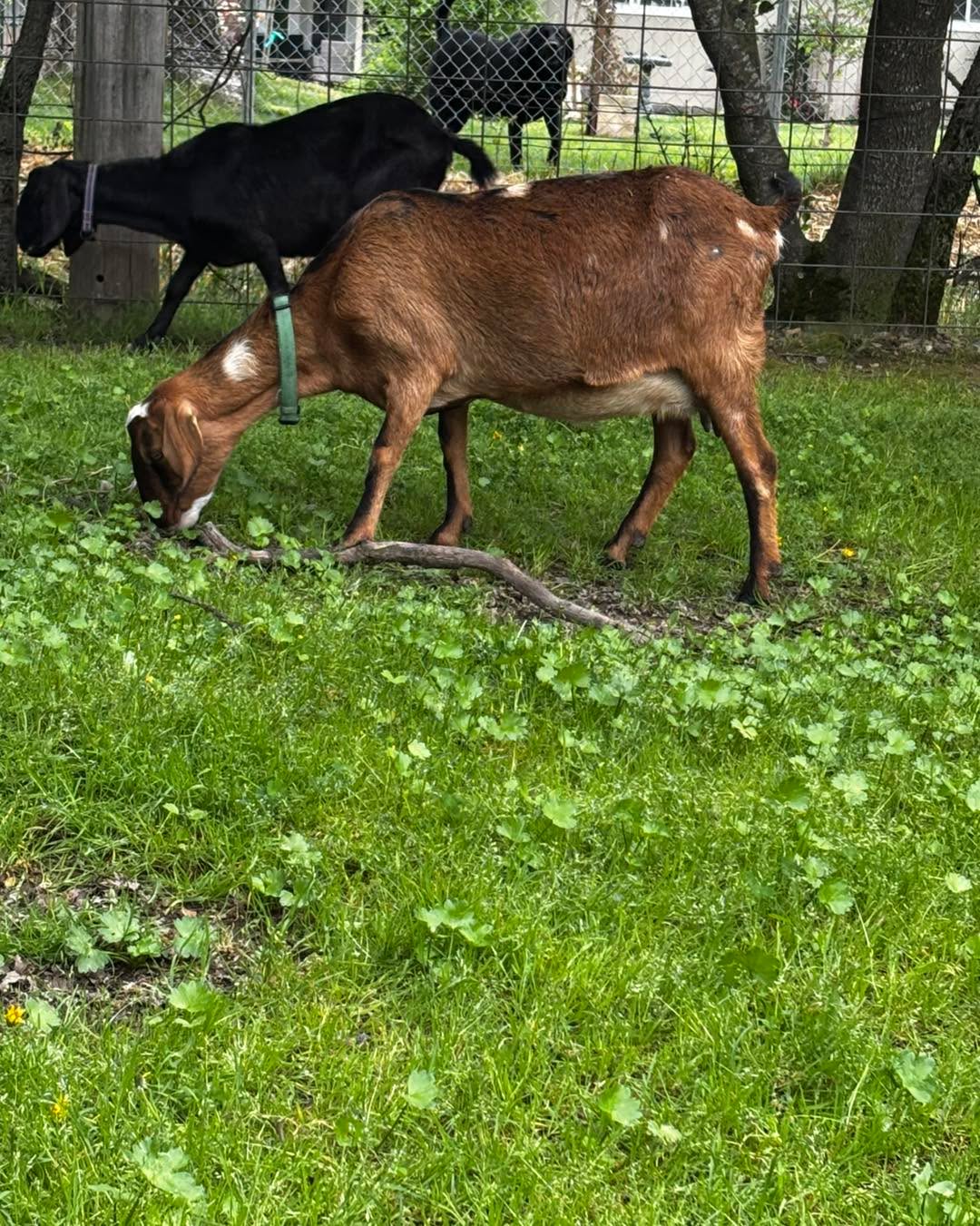 Palo Cedro CA registered mini Nubian moonspotted doe in milk and her 2 blue eyed polled doelings available together or seperate when weaned. Doe has milk production star. Yearly clean tested herd. Message for details