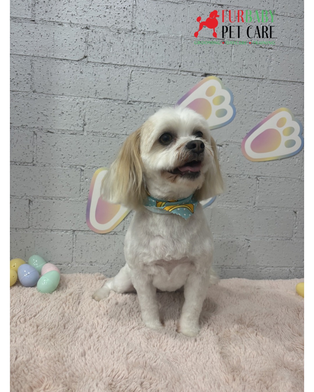 💖🐾 Still cute even when distracted… Izzy’s priorities are clearly the dogs behind the camera 😂