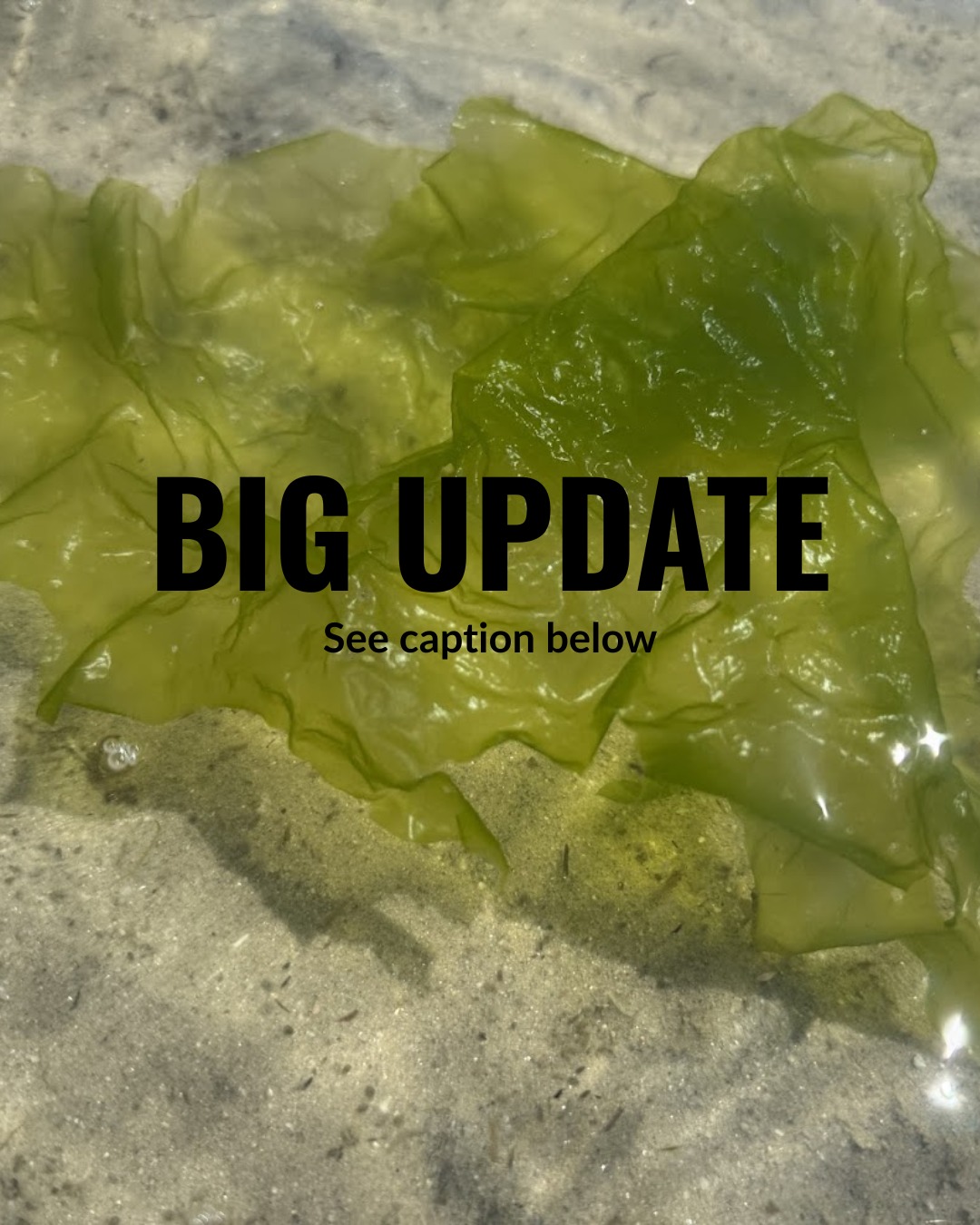 Big update for 2026 monitoring:
All macroalgae will now be classified as SAV to simplify data collection
No more confusing distinctionsâif itâs green, itâs in!!
âŚ..................
Yeah, no.. April fools! đ
SAV are rooted, flowering plantsâmacroalgae are not
(and that difference matters for water quality and habitat). Only true SAV stabilizes sediments, improves water clarity, and builds habitat from the bottom upâmacroalgae doesnât fill that role.