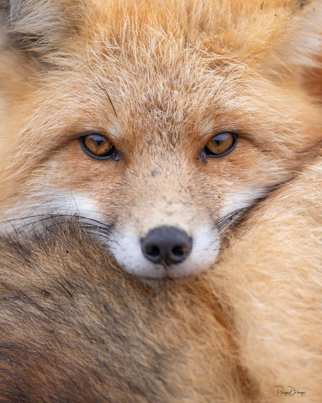 Les yeux dans les yeux !! 🦊🥰
Pour l'offre déjà en promotion de 4 impressions pour 100$ une 5ème offerte !!
Message perso pour plus d'info et lien de la boutique !!
Philippe DE-BRUYNE© Mon regard sur la nature