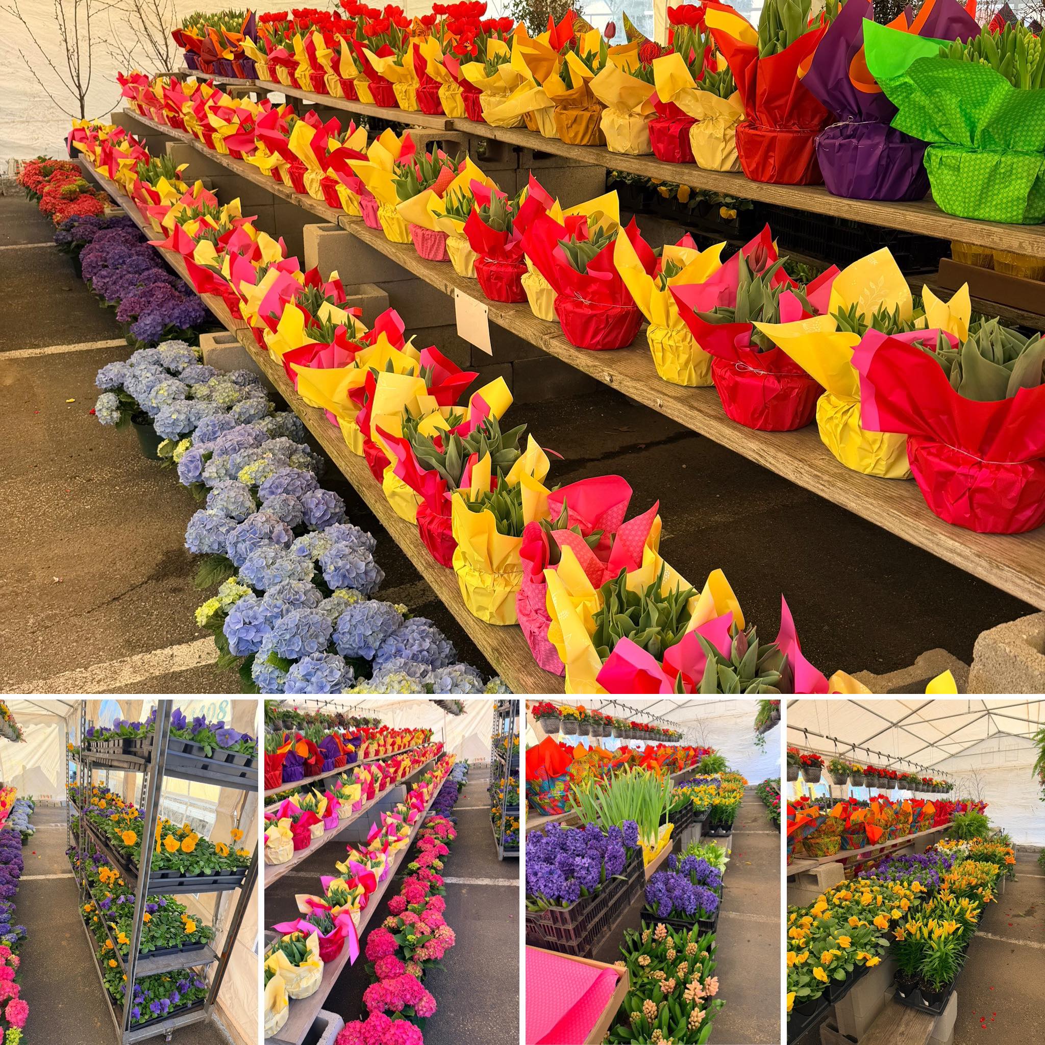 🌸🌼 Spring is here! 🌼🌸
Total Hardware and Garden Supply Inc. & Benjamin Moore Retail store
Celebrate the season with our beautiful Easter flowers 🌷🐣 — fresh, colorful, and perfect for your home or as a gift!
Stop by the store and bring some spring joy into your space 🌿✨
#SpringVibes #EasterFlowers #FreshBlooms #sayrevillehardwarestore #oldbridgenj #southriver #gardeninspiration 😊#sayreville #southamboy