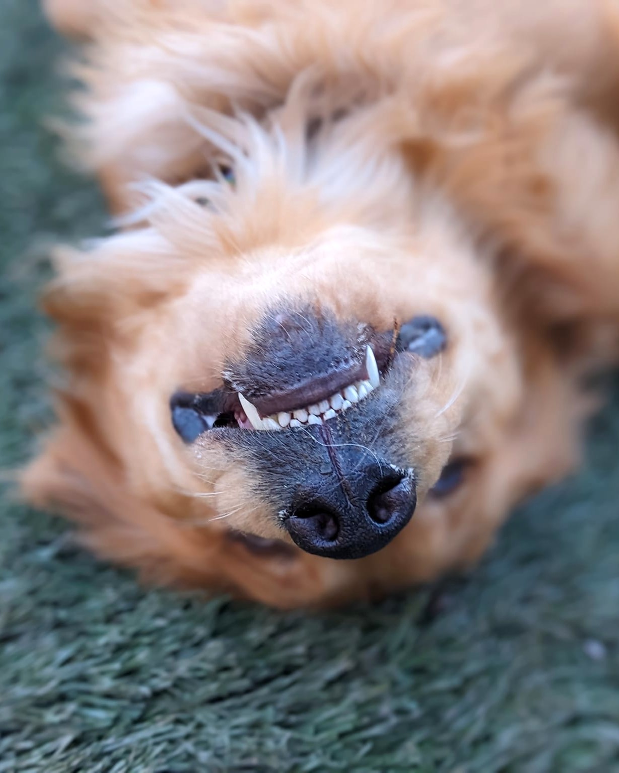 Woof Wisdom: Never be afraid to simply be yourself!
๐พโจ๐พโจ๐พโจ๐พโจ๐พโจ๐พ
Woof Wisdom is our series highlighting all of the great life lessons we can learn from dogs.
#AshevilleLife #DogsOfInsta #DogsOfAsheville #DogsOfFacebook #WoofWisdom
