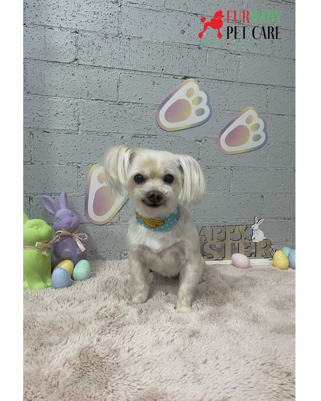 Sweet little Coco would like to let you all know that FurBaby Pet Care will be CLOSED for the Easter long weekend. 🐰🐣
Grooming and daycare will return Tuesday 7th April.
We hope you all have a safe and happy Easter 🥰
