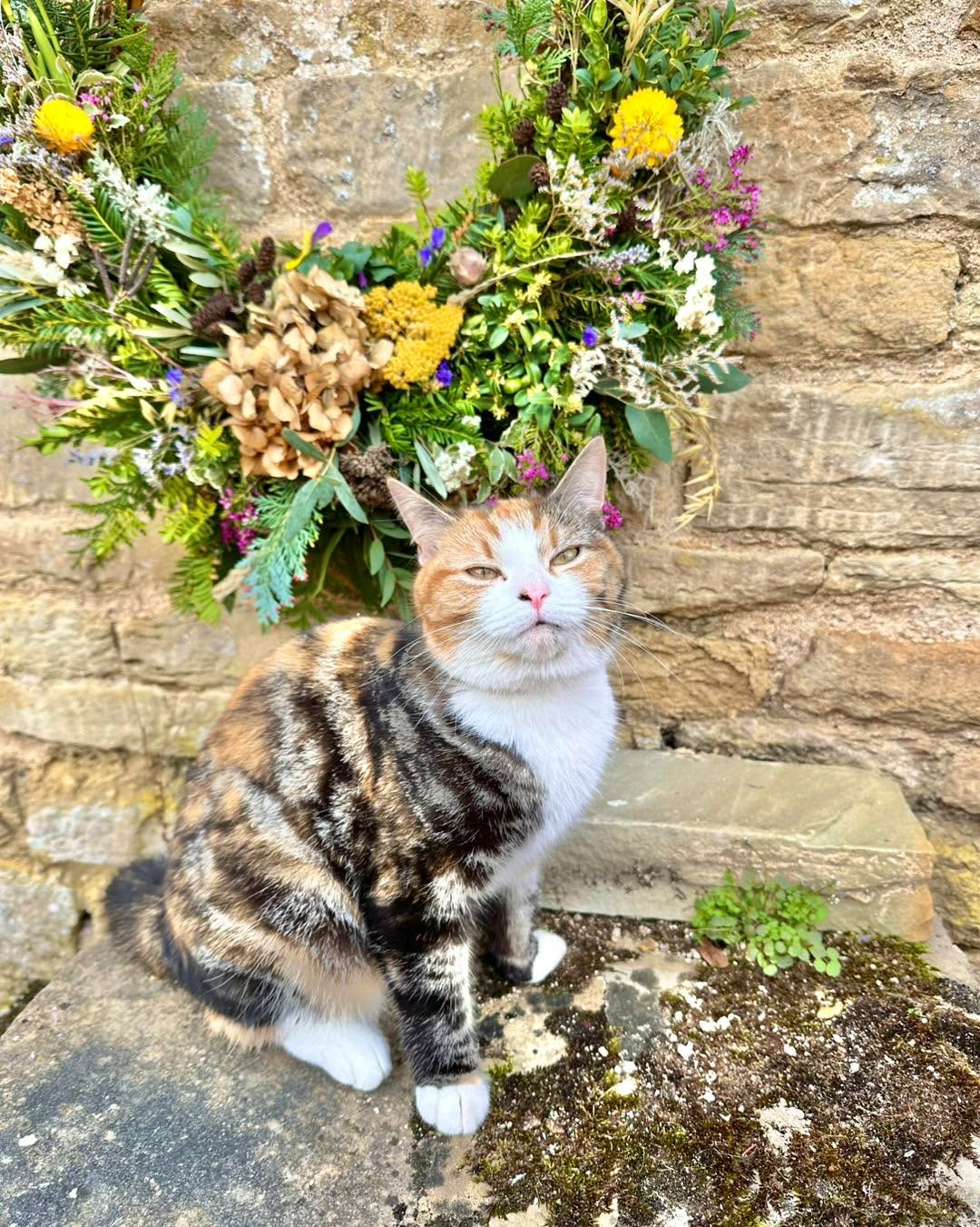 Pip the cat was too cute to not have her own post. She followed us around on our tour of the gardens turveyhouse, jumped up in our workbenches and even wanted to get involved in a photoshoot at the end. After losing my super friendly cat the week before, Pip was the perfect tonic and I might need to go back for more regular cat therapy!
.
#cattherapy #catsofinstagram #floristcat