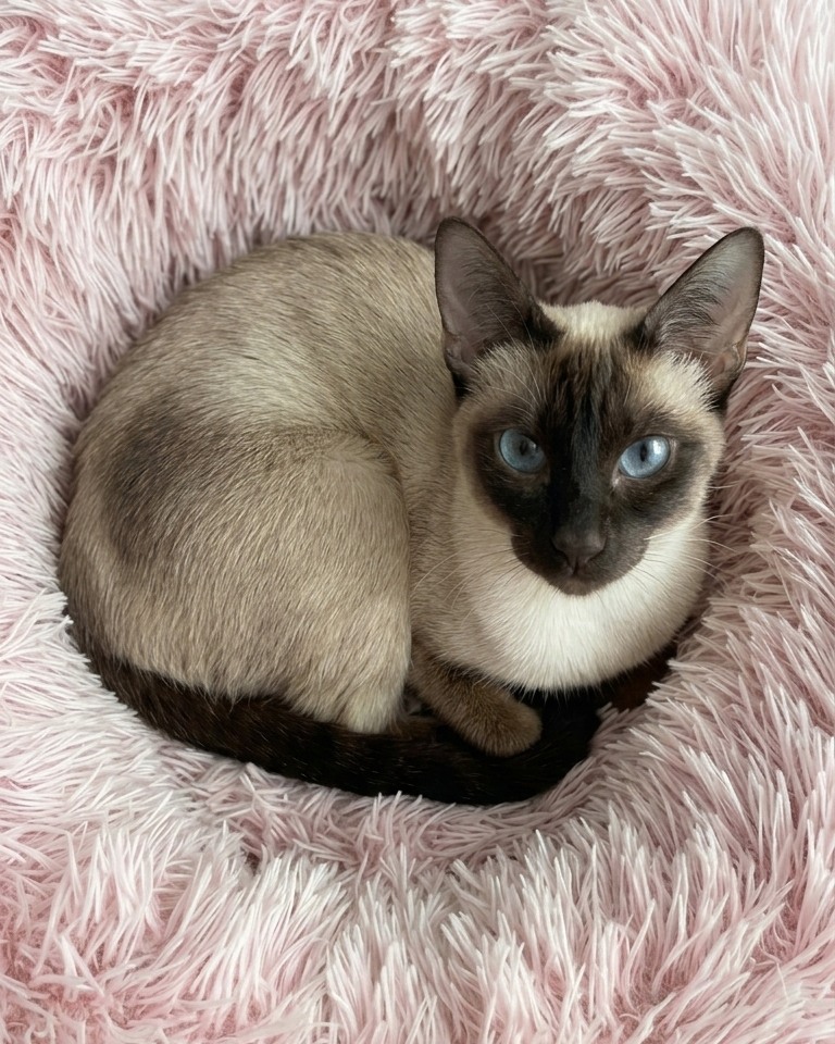 She has absolutely no idea it is her birthday. She does know that she means the world to us though 🎂 Goodnight from the birthday girl.
.
.
.
.
#thehouseofsiamese #siamese #gccf #siamesecat #siamamor #ukbreeder #siamesebreeder #siamesekitten #gccfregistered #siamesecatsofinstagram #catstagram #kitten #cat #catsofinstagram #catoftheday #catbreeder #gccfcats #catlover #felinefriends #kittenoftheday