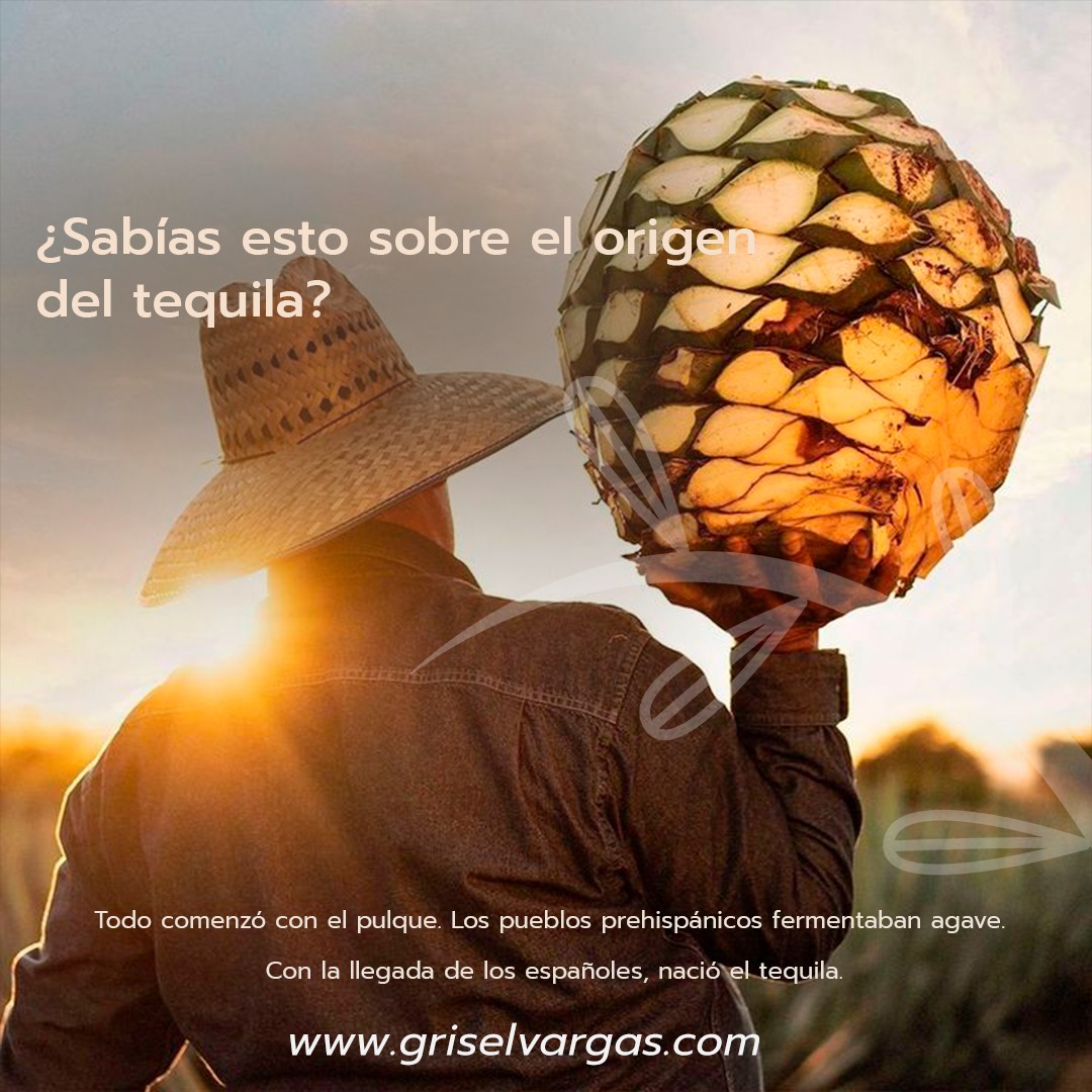 Mucho antes de que el tequila se convirtiera en una bebida icónica a nivel mundial, existía el pulque, una bebida fermentada hecha a base del agave, utilizada por las culturas prehispánicas como parte de rituales religiosos y celebraciones. Considerado una bebida sagrada, el pulque era símbolo de conexión con los dioses y la tierra.
Con la llegada de los españoles en el siglo XVI, trajeron consigo la técnica de la destilación, la cual fue aplicada al jugo fermentado del agave. Este proceso dio origen a un nuevo tipo de bebida: el vino de mezcal, que con el paso del tiempo y la especialización en ciertas regiones, se transformó en lo que hoy conocemos como tequila.
Este destilado evolucionó desde una bebida regional hasta convertirse en un símbolo de identidad mexicana. Hoy en día, el tequila cuenta con Denominación de Origen y su producción está regulada para proteger su autenticidad.
Brindar con tequila es brindar con historia.