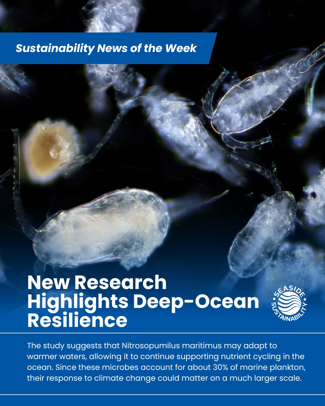Until recently, it was believed that deeper waters were less affected by ocean warming, but effects can reach as deep as 1,000 meters below the surface 🌊. Climate change and heat waves damage the oceans' chemical and biological balance, but even a slight adaptation from Nitrosopumilus maritimus may portend further adjustments for sealife 🐋!
#seasidesustainability #oceanwarming #climatechange #oceanprotection