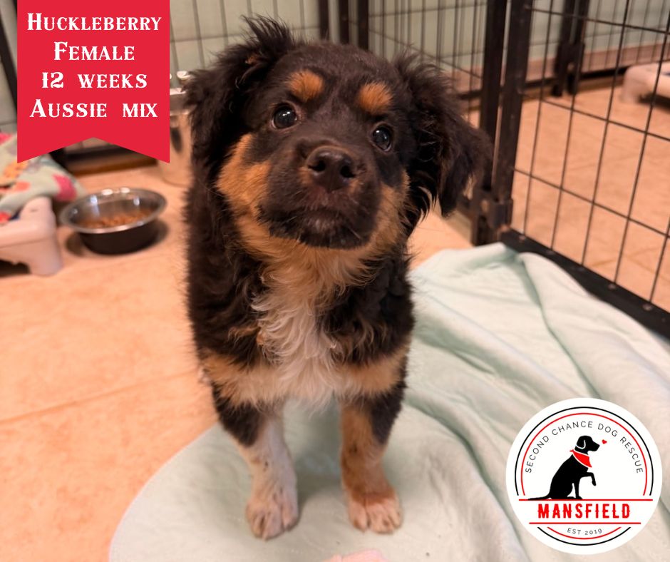 New Arrival Alert: Meet Huckleberry! 🐾✨
This is Huckleberry! This spunky little girl is a 12-week-old Aussie mix with a whole lot to say and a personality that fits her perfectly. She is full of life, full of charm, and ready to keep things fun wherever she goes!
Huckleberry loves to play with her toys and keep herself busy, and with some consistency and guidance, we think she will catch on to the routine in no time. She is smart, spirited, and ready for someone to help her shine.
We would absolutely love to see Huckleberry land in a foster home or, even better, with an adopter of her very own. A home setting would give her the chance to settle in, learn, and show everyone just how special she is.
Let’s help this fun girl find the fresh start she deserves! ❤️
🔗https://www.scdrm.com/adoption-application
🔗https://www.scdrm.com/foster-application
#NewArrival #Huckleberry #AussieMix #SecondChanceDogRescue #FosterNeeded #AdoptDontShop #puppyfun #puppys #puppyeyes #puppy #fosteringsaveslives #texas #adoptdontshop #RescueDogs #rescuedismyfavoritebreed #dogs #doglover #rescuedogs #trending #adoptionsaveslives #cute #Texas #TarrantCounty #JohnsonCounty #MansfieldTx