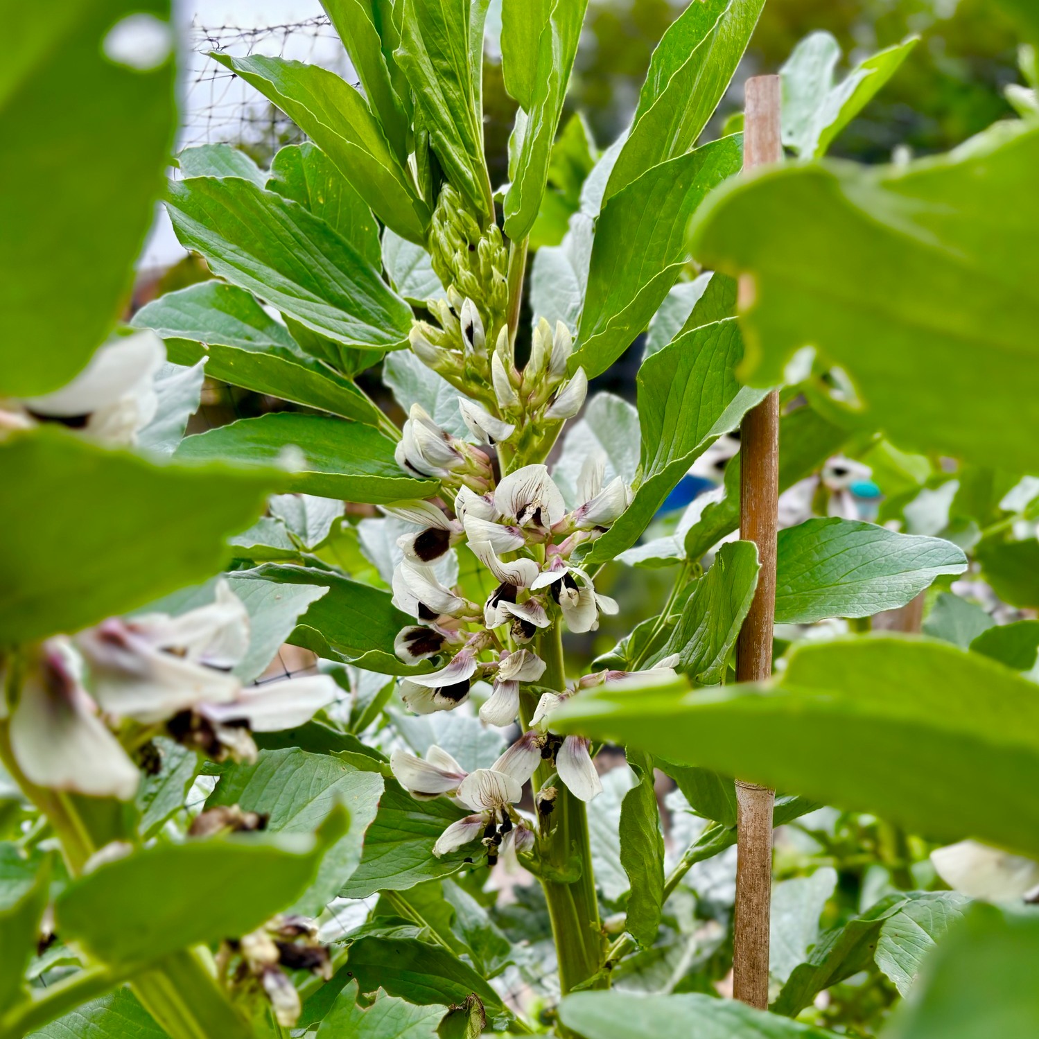 Our broad bean plants have flowered!
Whilst we hope that people leave them alone until ready for our community gardeners to harvest as reward for their hard work, the flowers can be admired by all, especially bees & ladybirds whilst nectar is scarce during early Spring. 🐝🐞