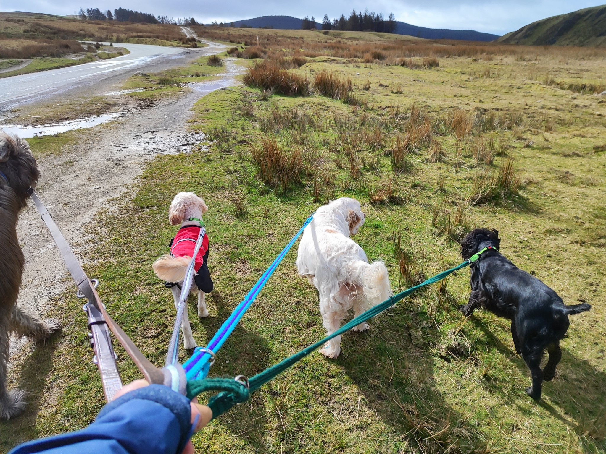 Loui, Fizz, Beau and Nova 🥰