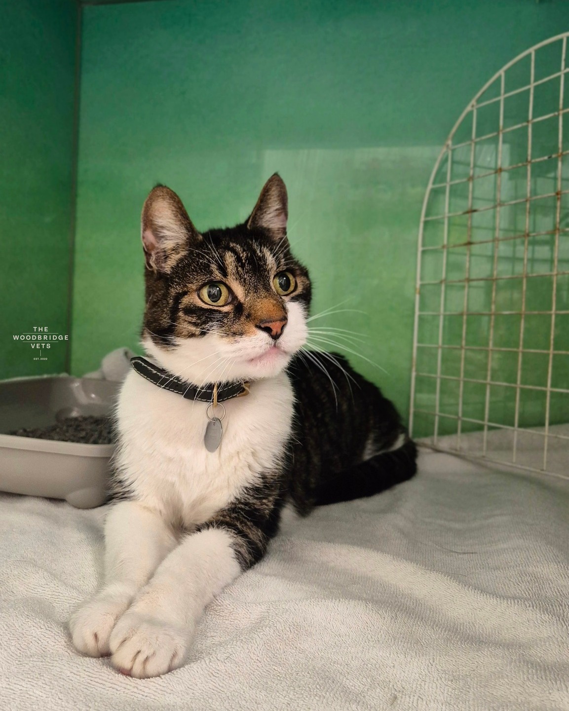 Meet Bruno.
Bruno is a lovely gentleman who recently came to us at The Woodbridge Vets for a heart check-up with our vet Kyle. Bruno had been showing some signs of heart discomfort, so we decided to use our cutting-edge echocardiography service - a non-invasive ultrasound technique that allows us to evaluate the heart in real-time ❤
After a thorough examination, Bruno was diagnosed with Hypertrophic Cardiomyopathy (HCM) Stage B1, a condition where the heart muscle thickens, making it more difficult for the heart to pump blood efficiently. Stage B1 means Bruno has mild changes in the heart's structure, but he isn't showing any overt symptoms of heart failure. It’s a manageable stage, and with the right treatment, pets like Bruno can live comfortably for many years.
Thanks to Kyle’s knowledge and training in cardiology - as he’s currently studying for his certificate in cardiology and is soon to pass his exams - we were able to develop a personalised treatment plan for Bruno. While there is no cure for HCM, treatment focuses on preventing further progression, managing symptoms, and improving quality of life. For Bruno, this includes medications to help his heart function more effectively, along with regular monitoring to keep an eye on any changes ❤
Bruno is now feeling much more comfortable, and we’ll continue to monitor his heart closely to ensure he stays healthy.
Echocardiography is just one of the ways we’re able to provide the best heart care here at The Woodbridge Vets. If you’re concerned about your pet’s heart health, don’t hesitate to reach out! 🐈
#thewoodbridgevets #independentpractice #independentbusiness #suffolkvet #veterinarymedicine #veterinarytreatment #cardiology #hearthealth #echocardiography #heartscanforpets #heartscan #feline #cats #catfriendlypractice #veterinarydiagnostics