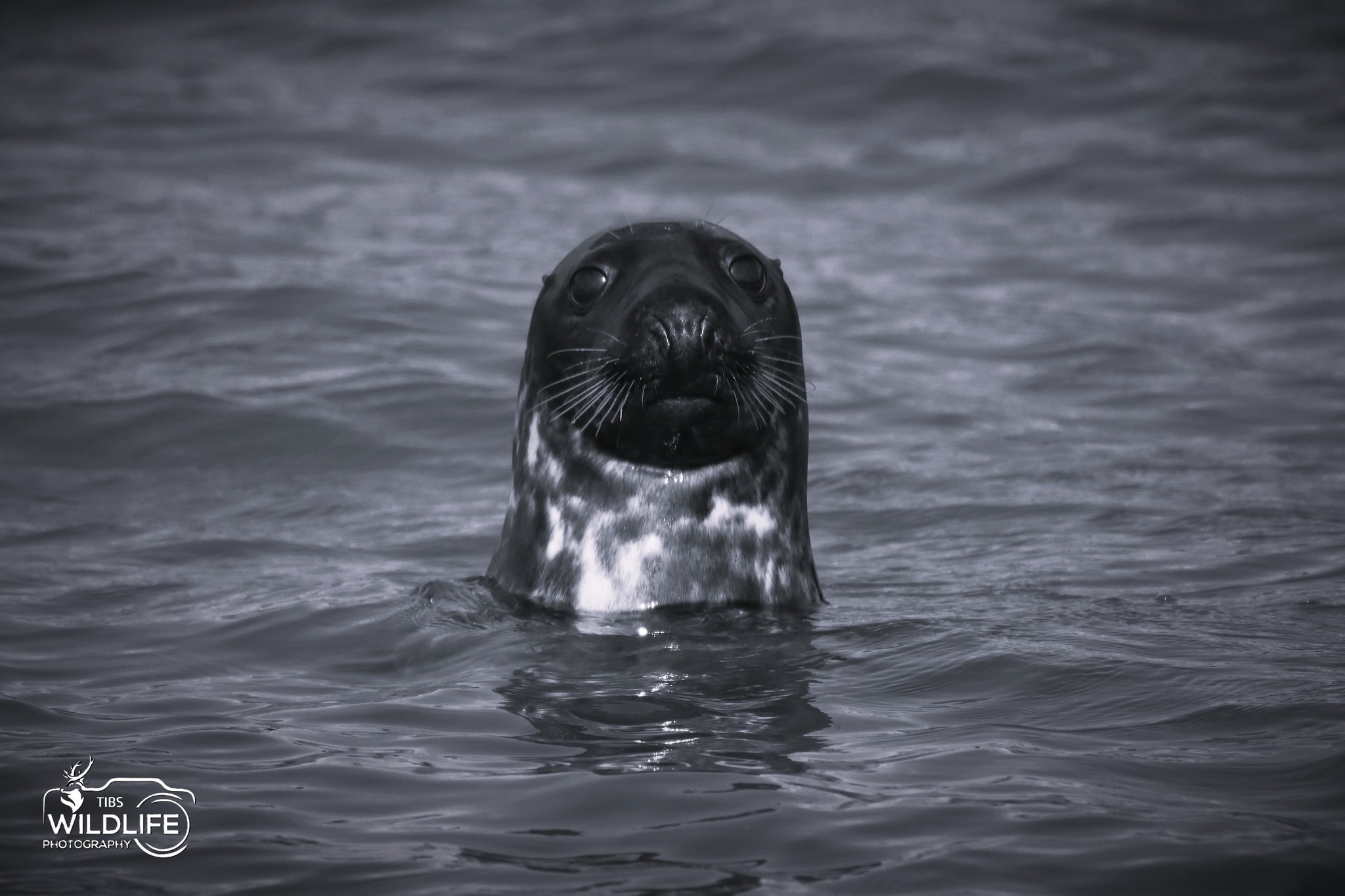 A little face you might spot on your next visit to Carlingford Lough 👀🦭
This beautiful stretch of coastline isn’t just about the views… it’s also home to seal colonies, with common and grey seals often popping up to say hello🌊
Moments like this remind you just how special the wild side of Sea Louth really is… peaceful, playful, and full of surprises ✨
Have you ever spotted a seal along the coast? 🐾
Credit Tibs Rice Photography
#SeaLouth #IrelandsAncientEast #KeepDiscovering #SeeEatAdmire #WildLouth