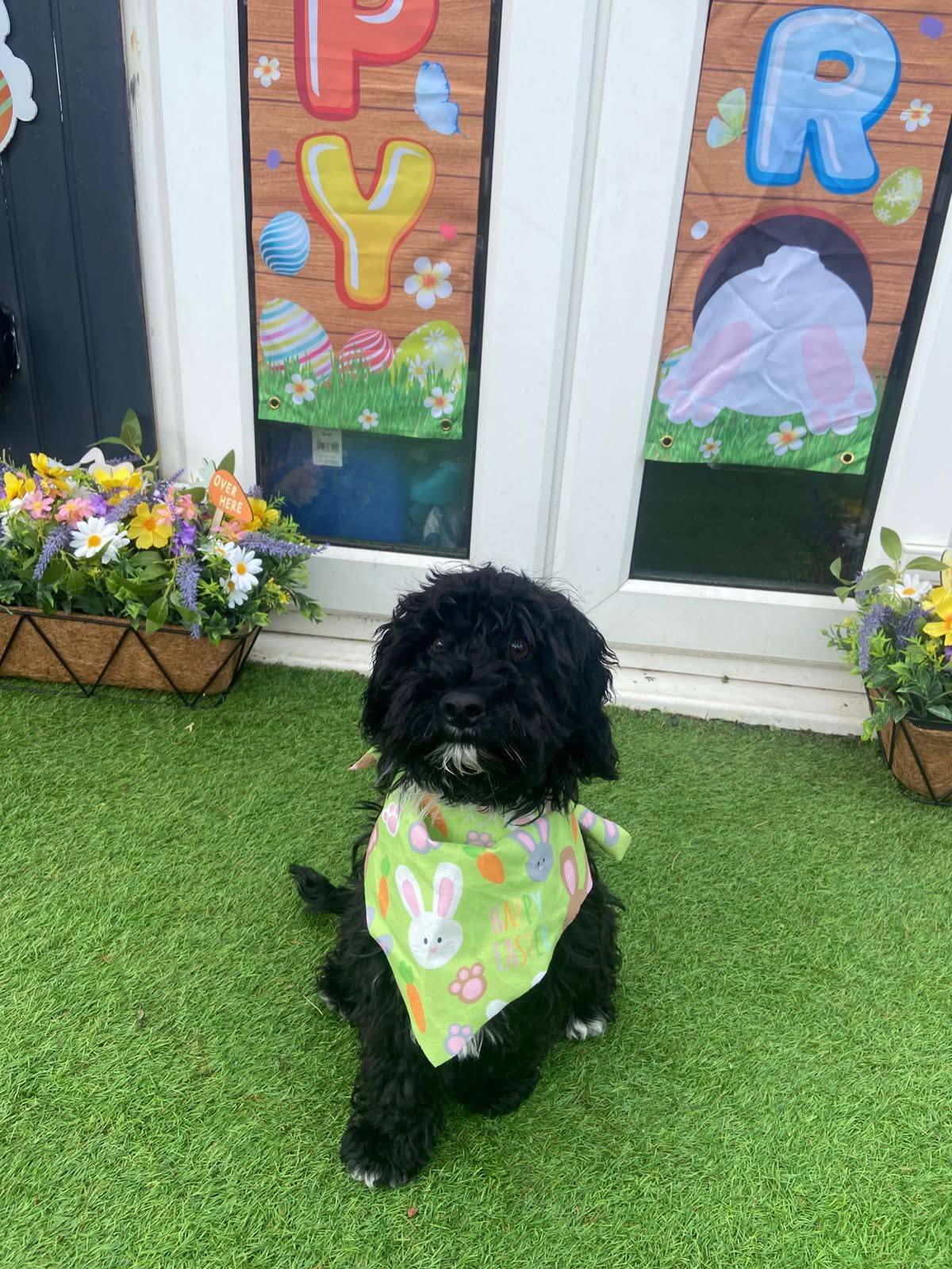 Our little boy is growing up! First day at Daycare today, and he loved it 💙
Thank you to the lovely ladies at Playful Precious Paws for making his day so fabulous