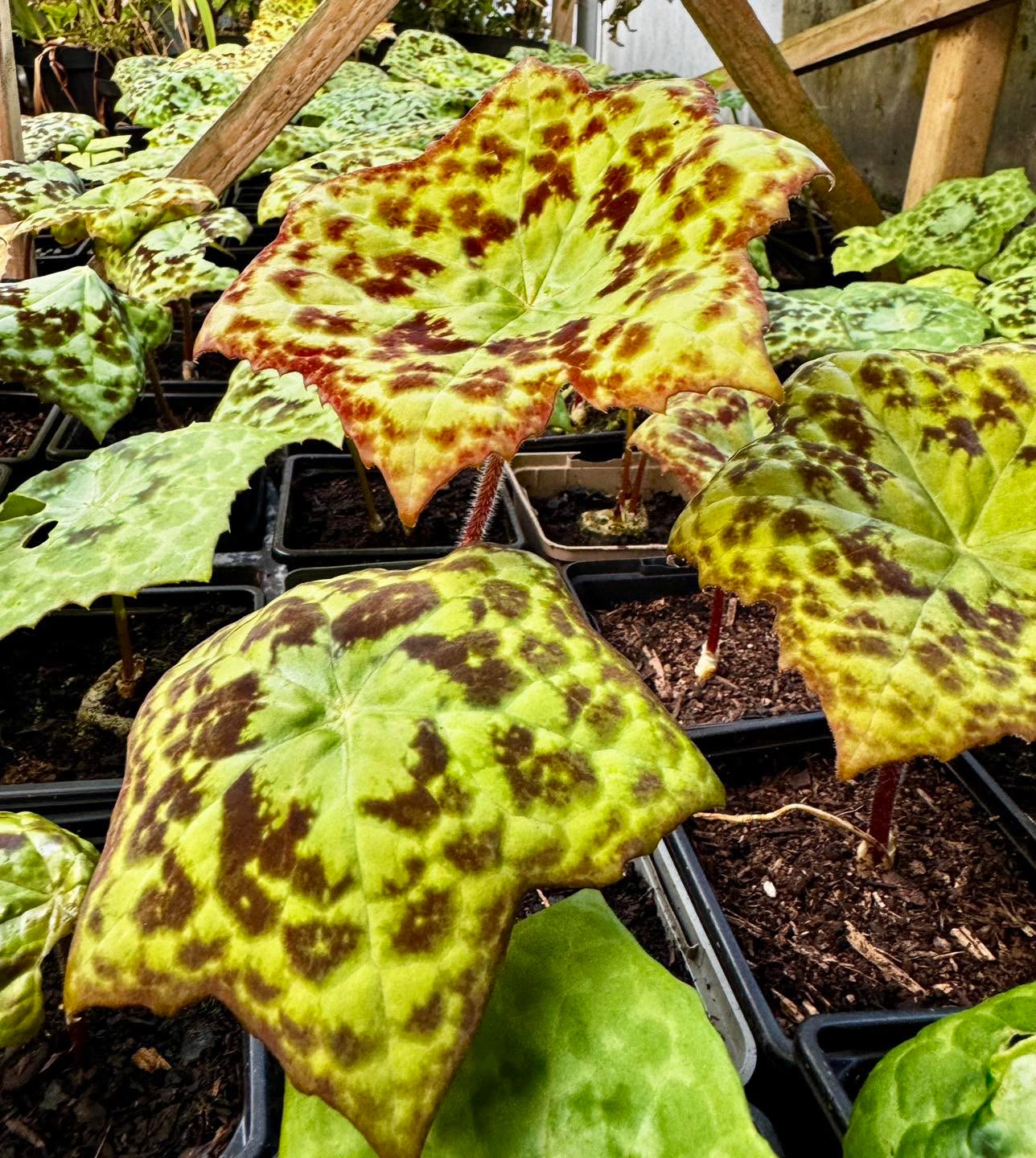 Spring is really upon us, Podophyllum ‘Spotty Dotty’ looking good on the nursery.
https://www.thebotanico.com/product-page/podophyllum-spotty-dotty
#podophyllum #podophyllumspottydotty #plants #plantsmakepeoplehappy