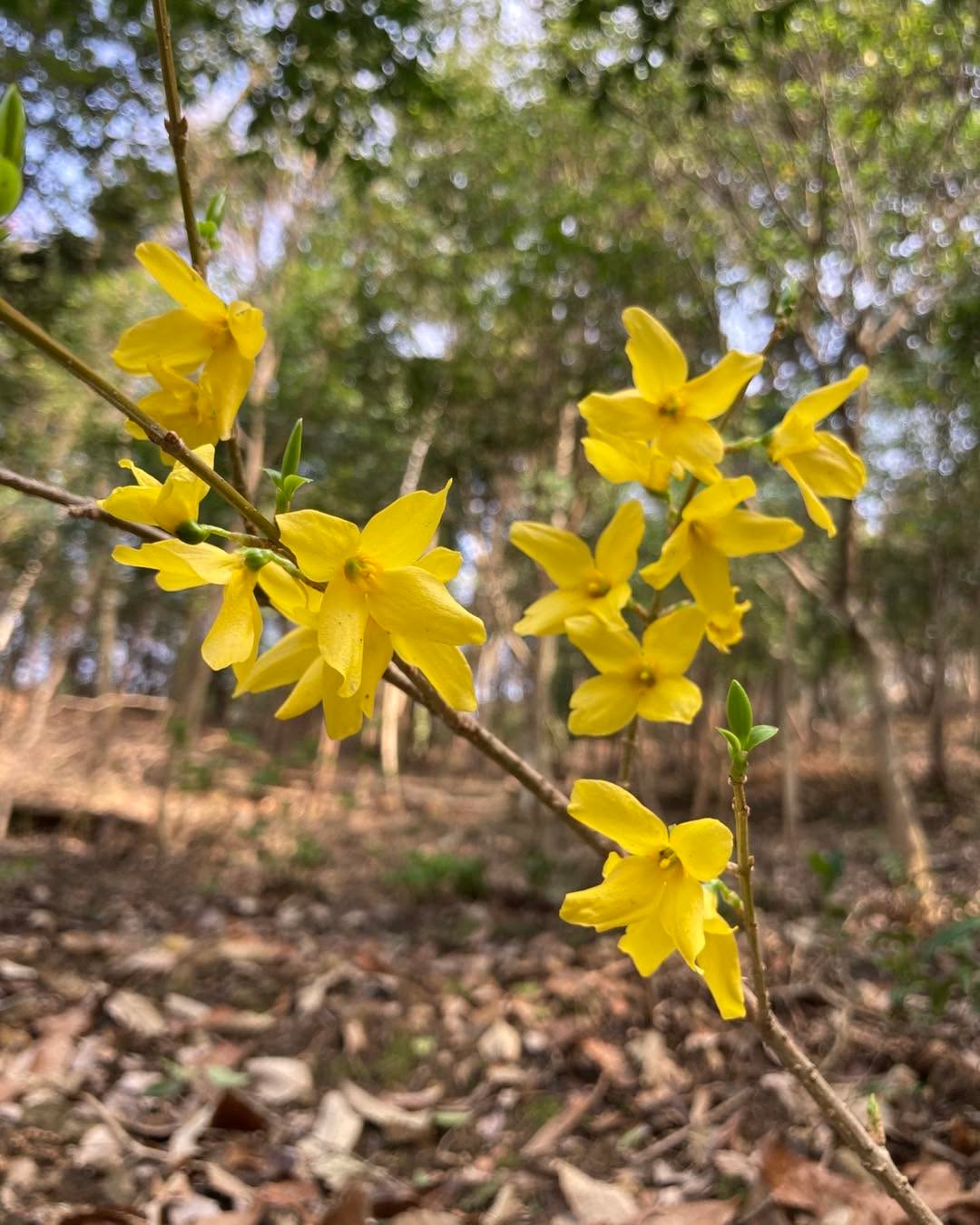 春の始まりのさいわいのもりです
墓園管理法人眞光寺