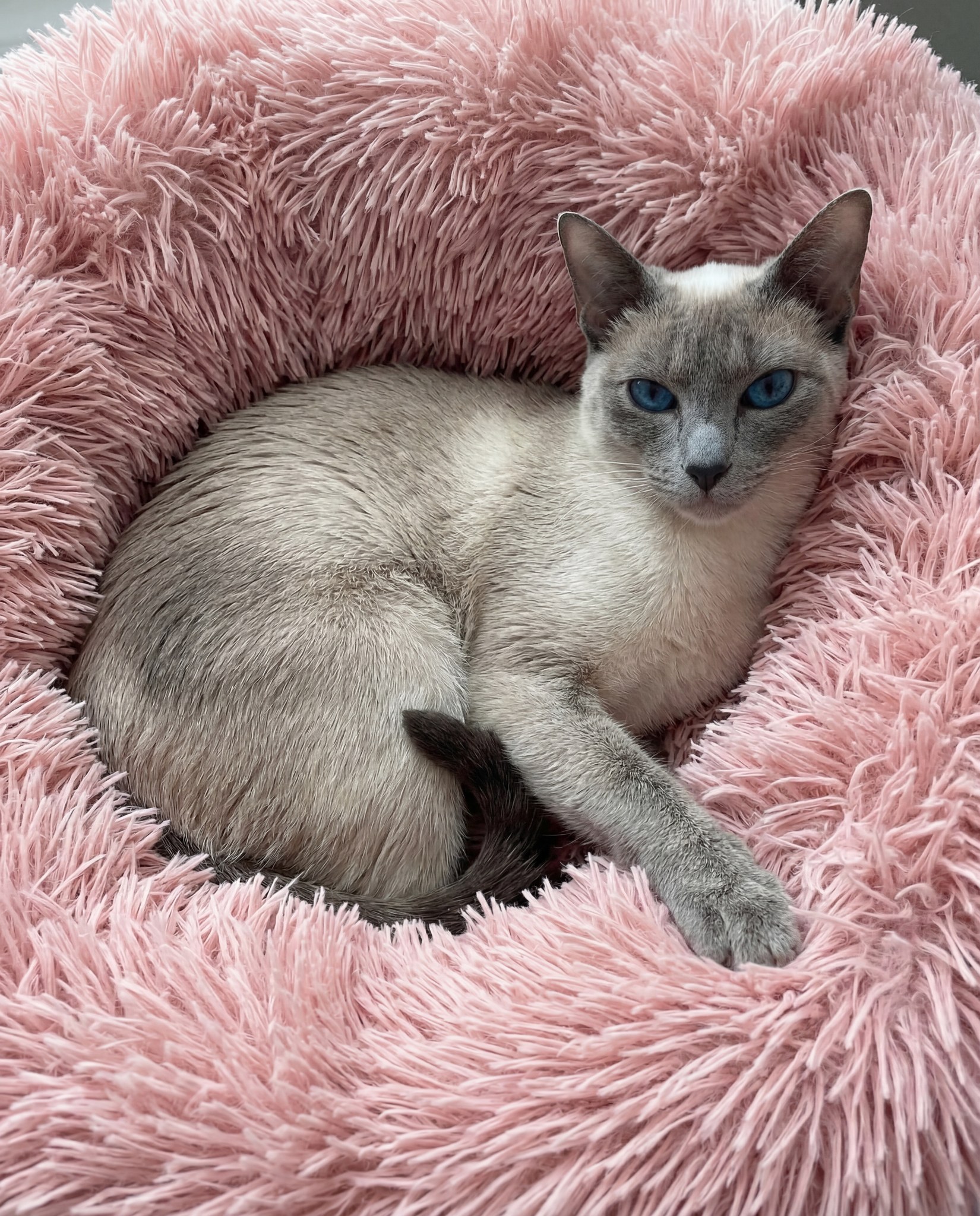 Athena Hyacinth is growing. 🌸
She is blooming and we are watching her with so much love. We could not be more excited about what is coming for her. 🩷
.
.
.
.
#thehouseofsiamese #siamese #gccf #siamesecat #siamamor #ukbreeder #siamesebreeder #siamesekitten #gccfregistered #siamesecatsofinstagram #catstagram #kitten #cat #catsofinstagram #catoftheday #catbreeder #gccfcats #catlover #felinefriends #kittenoftheday