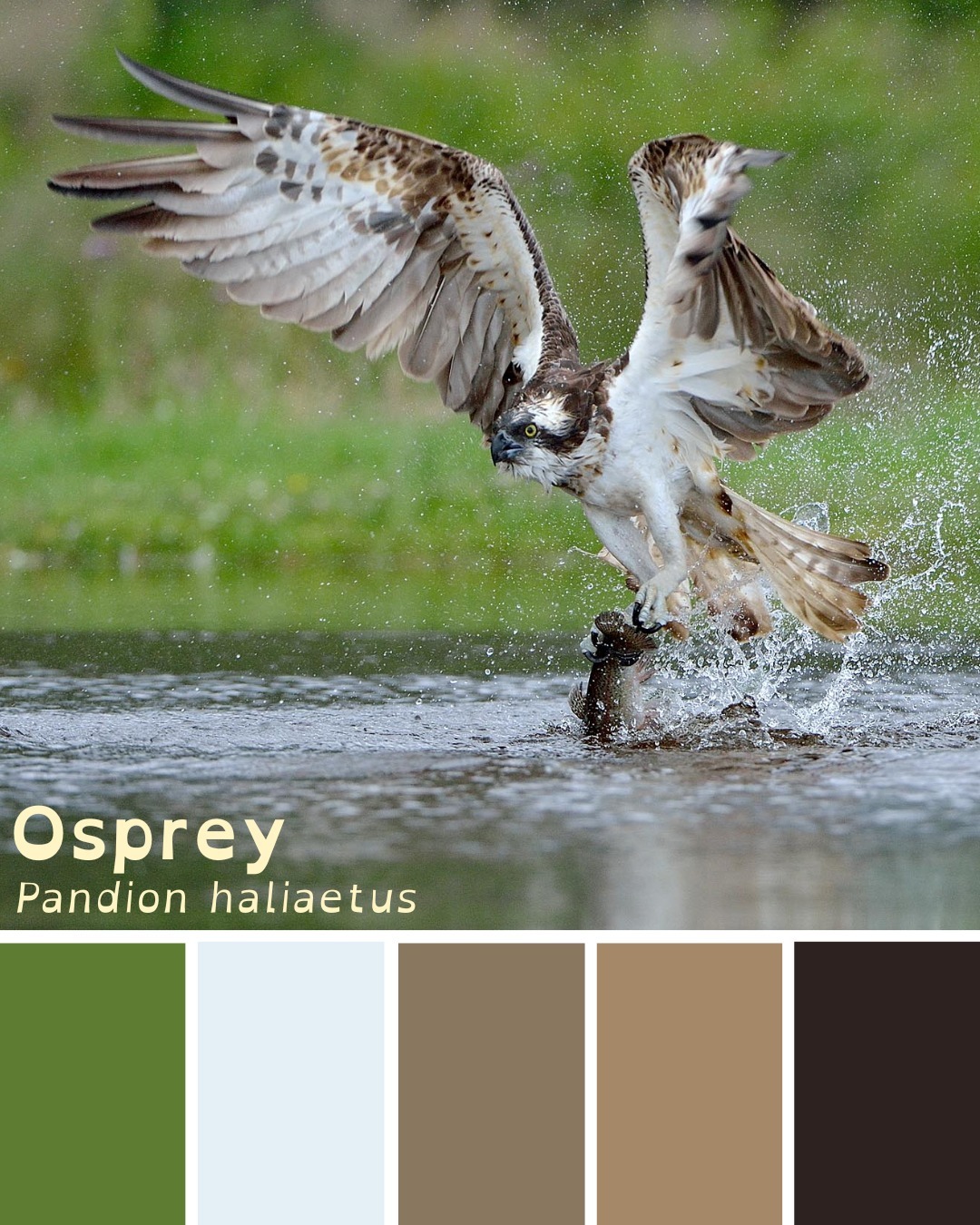 Nature's colour palette: osprey edition🎨
This morning we welcomed our first osprey of 2026 back to the Aigas loch! Migrating from western Africa to spend the summer in Scotland, we're hoping it will soon be joined by a partner with whom it can raise a family here on site.
Did you know? Ospreys have tiny spines (known as 'spicules') under their talons. These work a bit like velcro by helping them hold onto their slippery fishy prey 🐟
📸 Laurie Campbell
#Osprey #Aigas #EnvironmentalEducation #NaturedaysAtAigas #AigasFieldCentre #Wildlife #WildlifeEducation #WildlifeDiscovery #WildlifeDetectives #NatureDetectives #OutdoorEducation #NatureEducation #DiscoverWildlife #Nature_Lovers #Highlands #Scotland #UKWildlife #UKBirds #SignsOfSpring #ScottishHighlands #BritishBirds