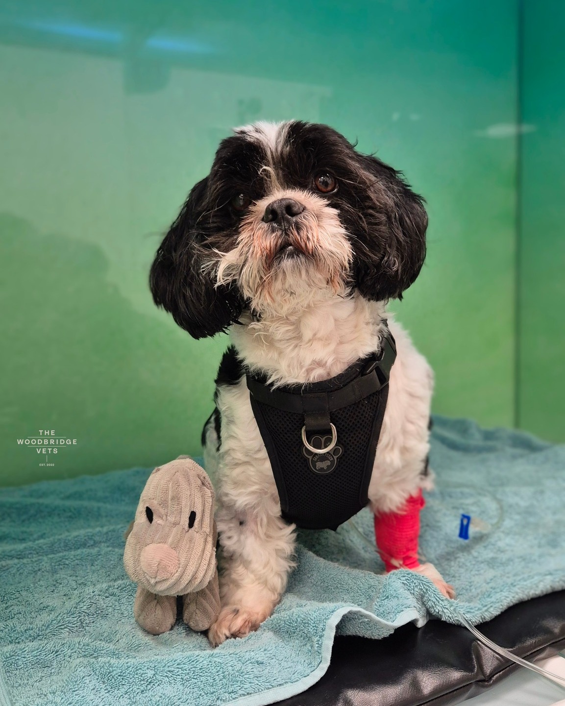 Meet Barney.
Barney, a sweet little dog, recently came to see our vet Laurie with back pain and mobility issues that had started a few days earlier.
Barney’s previous spinal surgery at T12-L1 was a fenestration procedure. This is a common surgery for dogs with intervertebral disc disease (IVDD). The intervertebral discs act as cushions between the vertebrae, but sometimes they can herniate or rupture, putting pressure on the spinal cord and causing pain, weakness, or mobility issues.
During a fenestration, the vet removes part of the disc material that is at risk of herniating or already pressing on the spinal cord. This relieves pressure and helps prevent future disc ruptures at that specific spot. After surgery, scar tissue can form around the area, which sometimes causes stiffness or discomfort, even after the initial problem is resolved.
In Barney’s case, the new episode of back pain could be related either to scar tissue at the T12-L1 site or a new disc problem at an adjacent vertebra. That’s why a CT scan was performed - to carefully examine the spine and plan the safest approach for treatment. We are extremely fortunate that we have experienced surgeons, advanced equipment, and the continual evolution of veterinary care allow us to diagnose and treat these issues quickly and effectively.
Barney’s story is a great reminder that careful monitoring, prompt imaging, and gentle rehabilitation can make a big difference for dogs with back issues. Well done Barney for being such a brave boy! 💚
#thewoodbridgevets #veterinarypractice #vetererinarymedicine #independentpractice #canine #independentveterinarypractice #inpatientcare #veterinarysurgeon #pets #vetinsuffolk #veterinarycare #veterinarystaff #veterinarynurse #suffolkvet #suffolkcommunity #helpinganimals