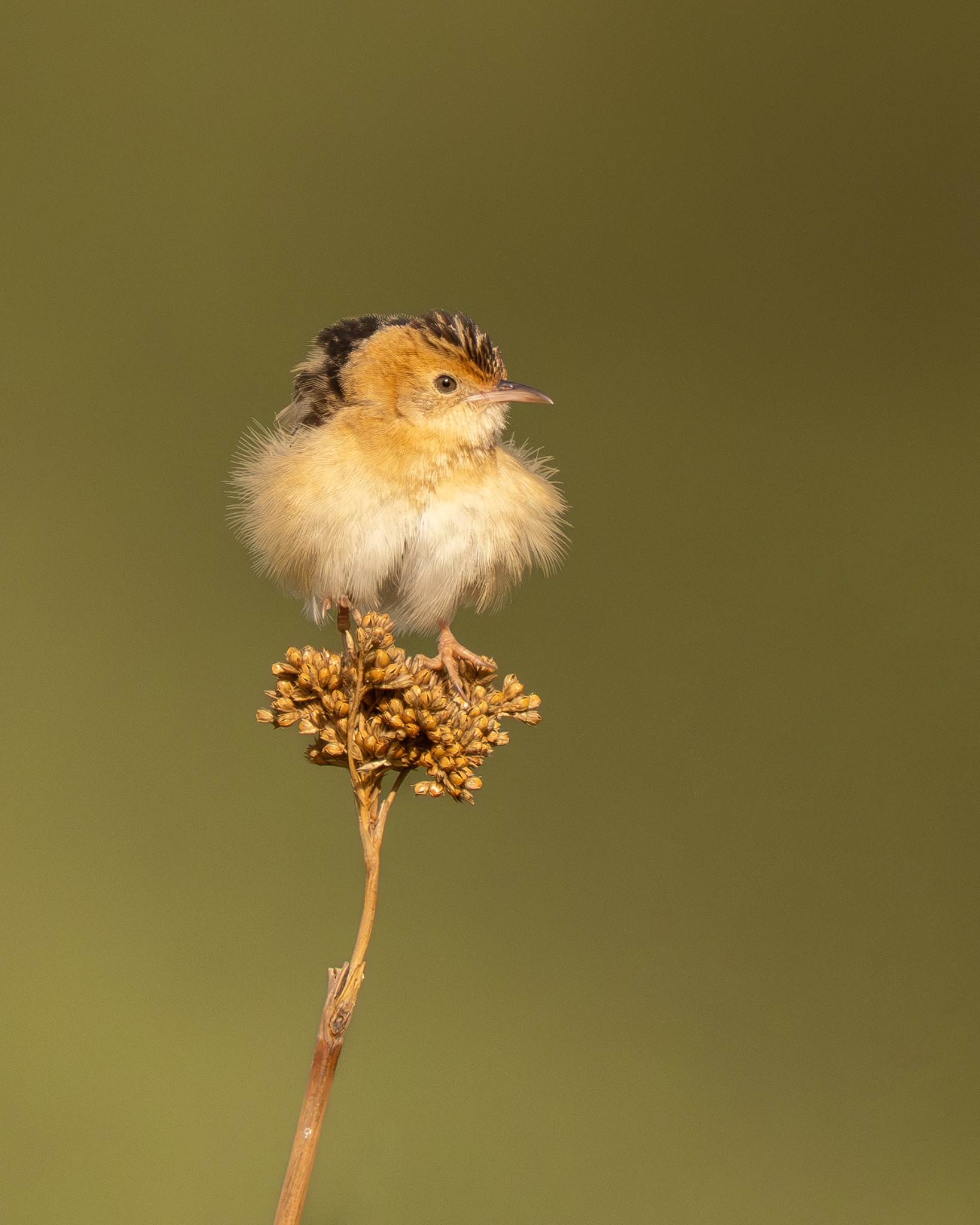 A wonderful trip but happy to home in time for Easter 🐣 A wee bit chillier than Indonesia though! 😝 It's time to get the winter fluffies out, like this Golden-headed Cisticola 😅 #nuts_about_birds #birdsofaustralia #m43_art