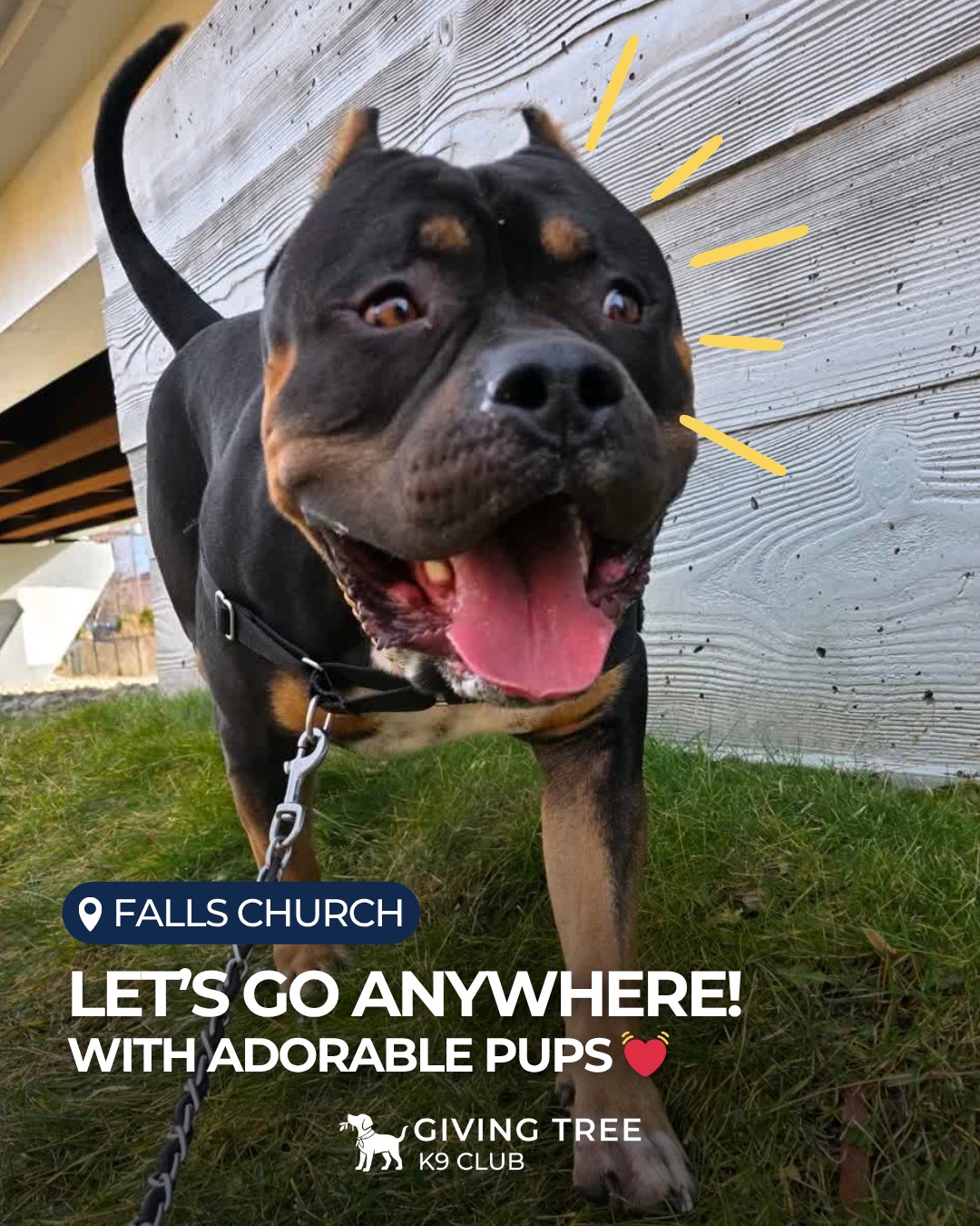 With these energetic furries, we can go anywhere ✨
Life at Giving Tree K9 Club is always full of energy and fun!
👉 Swipe to see more adorable moments! 🐾
#GivingTree #Virginia #givingtreeK9club #fallschurch
#EnergeticPups #LetsGoAnyWhere #Doglovers
#PetBoarding #DogDaycare #K9Club