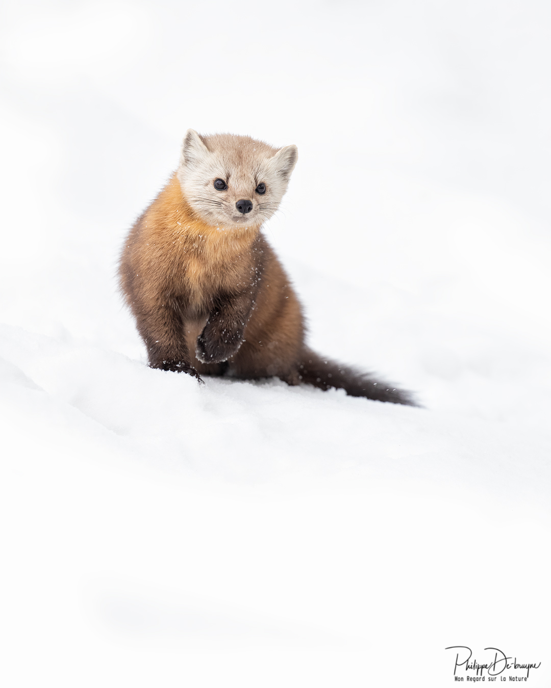 Une petite pause, un regard, un paysage d'hiver immaculé de blanc, sublime la martre d'Amérique !!
Pour l'offre déjà en promotion de 4 impressions pour 100$ une 5ème offerte !!
Message perso pour plus d'info et lien de la boutique !!
Philippe DE-BRUYNE© Mon regard sur la nature