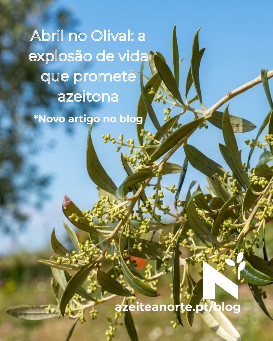 Abril no olival: desenvolvimento das inflorescências 🫒
Depois de março preparar o terreno, abril é o mês de crescimento vegetativo ativo. As oliveiras desenvolvem as inflorescências — pequenos cachos que, em maio, se transformarão em flores.
Abril é o mês intermédio — a oliveira trabalha intensamente para preparar a floração que virá. Desenvolve inflorescências, expande folhagem, acumula energia.🌿
👉 Link na bio para ler o artigo completo sobre Abril no Olival
#AzeiteANorte #AbrilNoOlival #Inflorescências #TrásOsMontes #AltoDouro #Olivoturismo #CicloOliveira #FenologiaDaOliveira #OliviculturaSustentável #TurismoRural #PortugalAutêntico #AgriculturaTradicional
#sabedoriaancestral #olivegrove #extravirginoliveoil #oleoturismo #nortedeportugal #portugal #naturaleza #culturarural #oliveheritage #rurallife #winterlandscape #slowfood