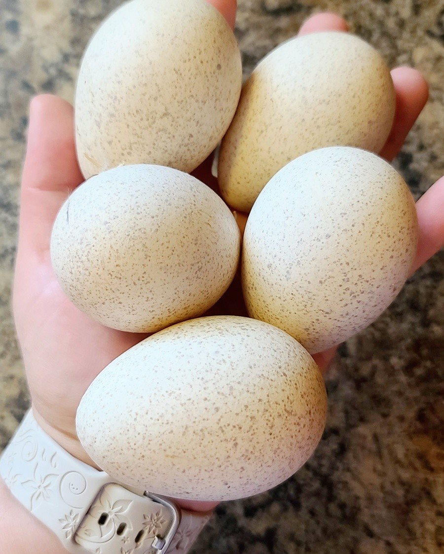 Never in my life did I ever think I'd own/raise turkeys for meat and as pets, let alone be holding our own eggs from them, but here we are! So tempted to fire up the incubator soon, and see if we can hatch some of these if Duchess doesn't go broody soon.
Just amazed and in awe of how lucky we are (especially our kids) to be living this little country life of ours, I'm such a wonderful town. I wouldn't have it any other way. ❤️