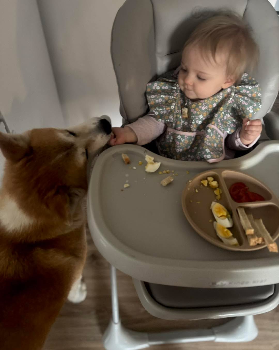 Badania wskazują, że wspólne spożywanie posiłków smakuje lepiej 🐶 #pieskiezycie #pieskieszczescie #pieskiinstagrama