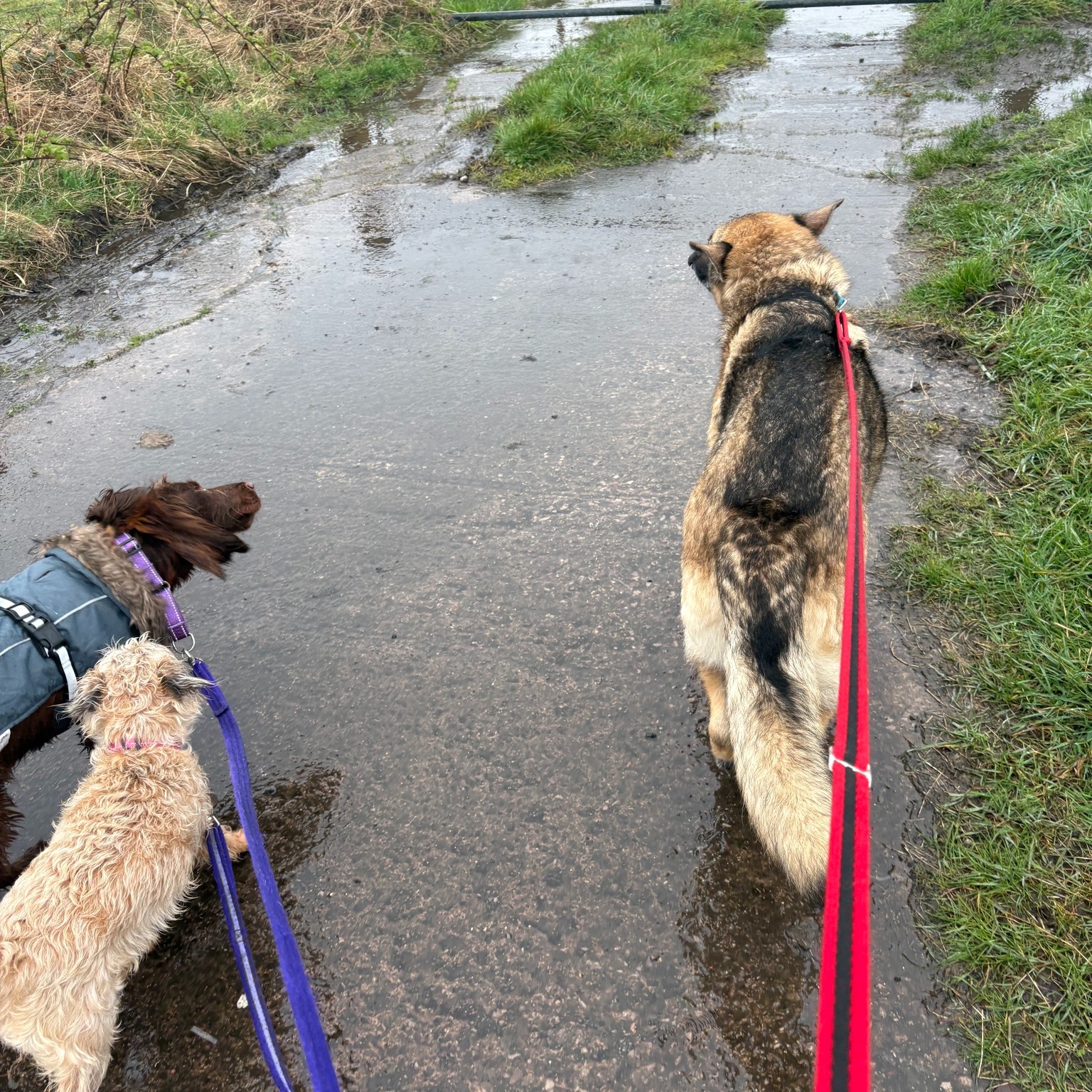 Kira, Bella, Lilo and Stanley 🐾