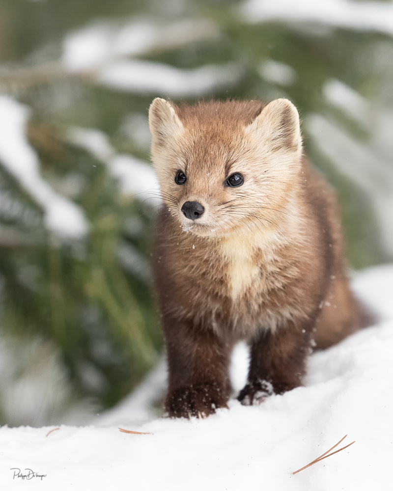 La petite martre d'Amérique !!
Pour l'offre déjà en promotion de 4 impressions pour 100$ une 5ème offerte !!
Message perso pour plus d'info et lien de la boutique !!
Philippe DE-BRUYNE© Mon regard sur la nature