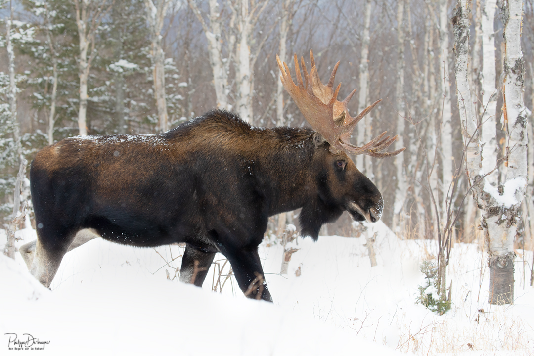 Le roi 👑🫎
Pour l'offre déjà en promotion de 4 impressions pour 100$ une 5ème offerte !!
Message perso pour plus d'info et lien de la boutique !!
Philippe DE-BRUYNE© Mon regard sur la nature