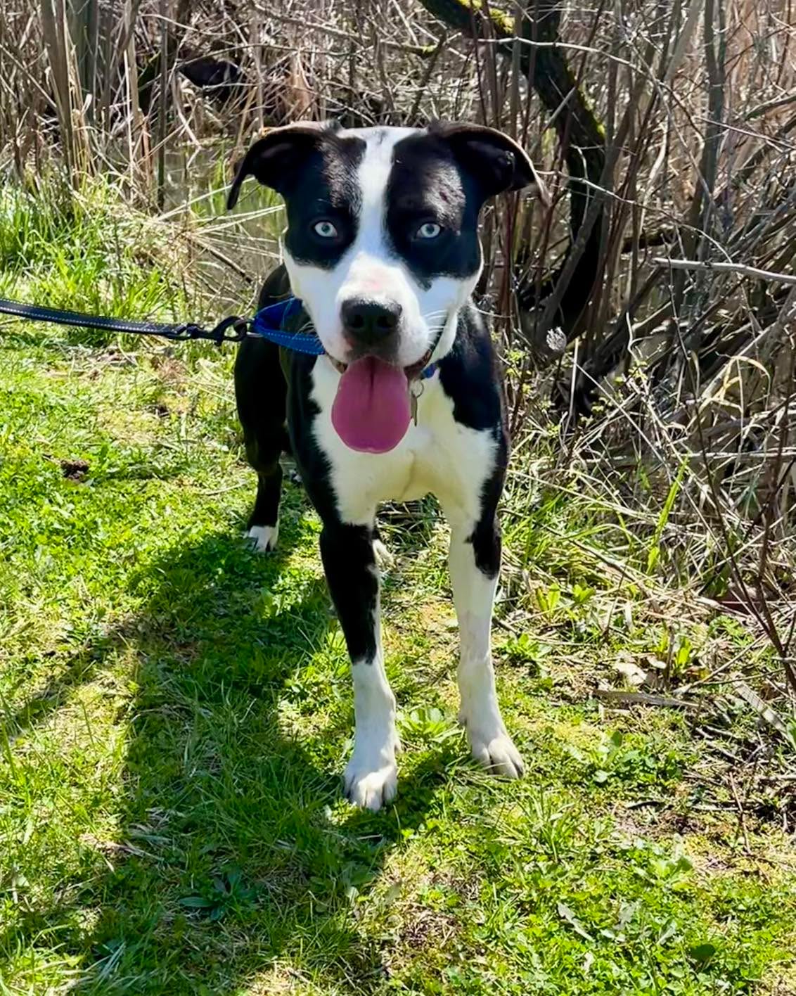 Link 👀
I mean could this boy be any more stunning 😍 This sweet soul has found himself in a full pound. While he waits patiently for his forever home. We are hoping his wait is a short one
This handsome boy is just about a year old and 50 lbs. He enjoys his walks and once away from the pound, he’ll lean in for some love. 💗 He doesn’t seem to mind other dogs ( meet and greet required). He has not been cat tested.
This boy put the brakes on when we were headed back from our walk- he’s already over pound life. Get your app in now and don’t make him wait another day all alone!- Tiffany
Trumbull county pound
7501 Anderson Ave
Warren OH 44484
330.675.2787