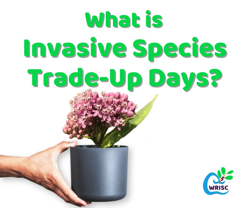 With Trade-Up Days starting soon, we wanted to make sure everyone understands what exactly it is! Here is an explanation!
And, keep an eye out, we will be posting about participating greenhouses, plant sales, and nurseries soon! As well as when and where you can drop off invasive plants!
#TradeUpDays #ivasivespecies #plantnative #nativegarden #habitatimprovement