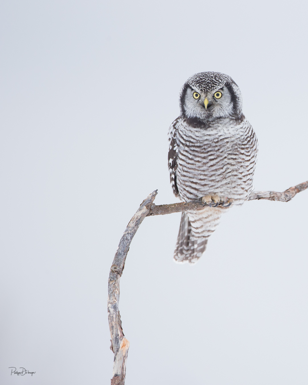 Alerte promotion fin d'hiver !!
Pour l'offre déjà en promotion de 4 impressions pour 100$ une 5ème offerte !!
8x10po pour le Canada 20x25cm pour l'Europe (100$=63€)
Message perso pour plus d'info et lien de la boutique !!
Philippe DE-BRUYNE© Mon regard sur la nature