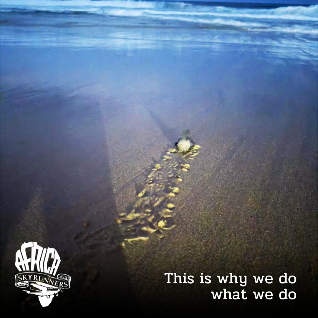 “This is it…
That’s why we spend time in crafting the perfect itinerary..
That’s why we transform every transfer into a lifetime scenic flight..
Why we convert a few hundred meters dirt airstrip into a 5 star airport..
Why we select all our destinations carefully..
Why we guide you and we explore with you all the marvels of Southern Africa…
That’s why we come.. and come back..
As this little leatherback turtle will return one day as a mummy on the same beach..
Good luck beauty…maybe we gonna see u again… surely we will keep on honouring, supporting and guarding all these amazing places.
That’s what we live for. That’s our dream. This is the wild we fly to.”
Thoughts from our co-founder, pilot, host, guide – Nicola Quagliere, on a recent trip to Thonga Beach Lodge, KwaZulu-Natal, South Africa – one of many destinations easily reachable by our Cessna’s.
Live your own dream – and come fly with us to many more wild places.
Visit our Africa Sky Runners Air Safaris for more information👉 https://bit.ly/flysafaris
Book 📞💬+27 (0)83 760 1330 📨info@africaskyrunners.com
#AfricaSkyRunners #AfricaAirSafaris #AirSafaris #Africa #ThongaBeach