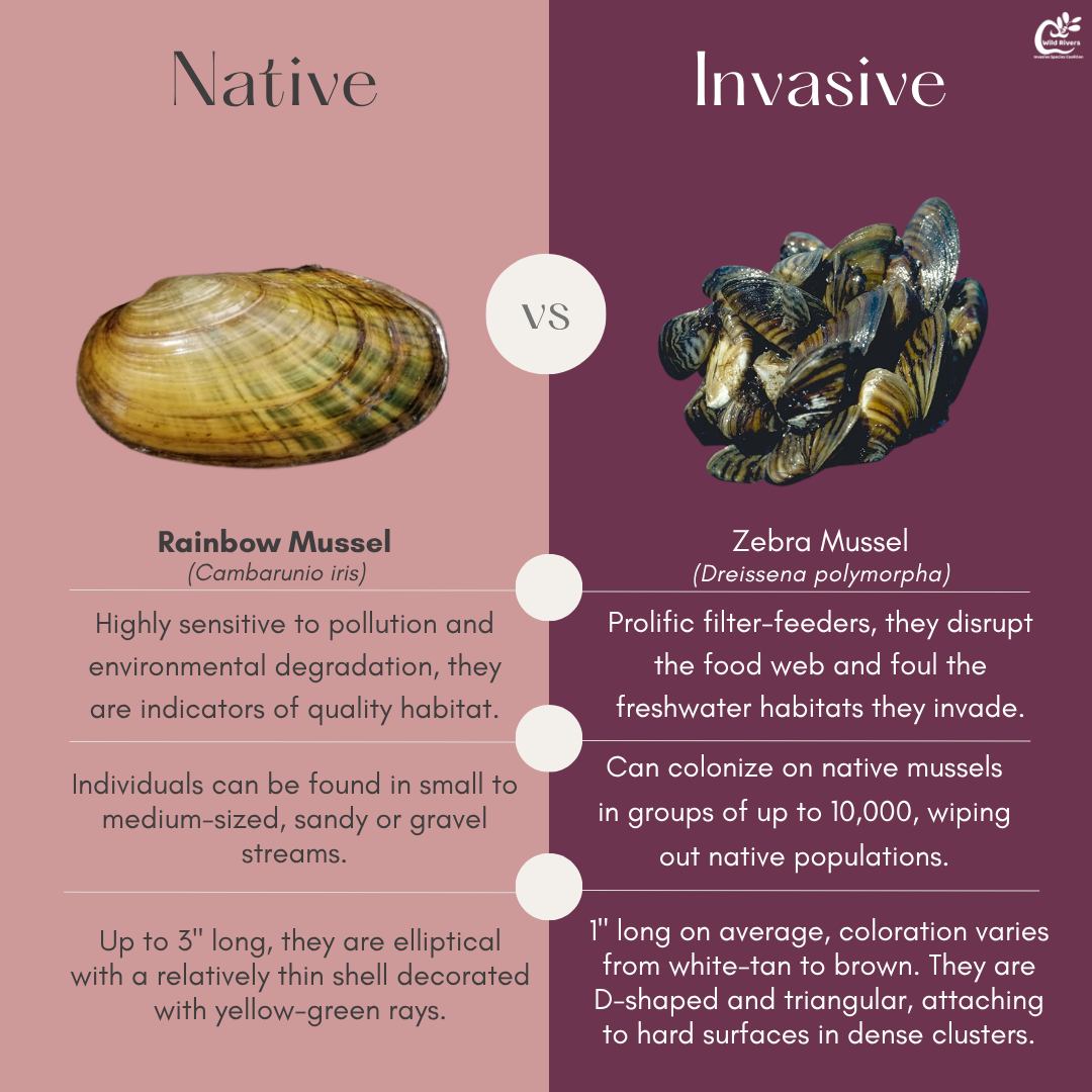 Welcome back to #WhatIsItWednesday! Today, we are comparing the native Rainbow Mussel to the invasive Zebra Mussel.