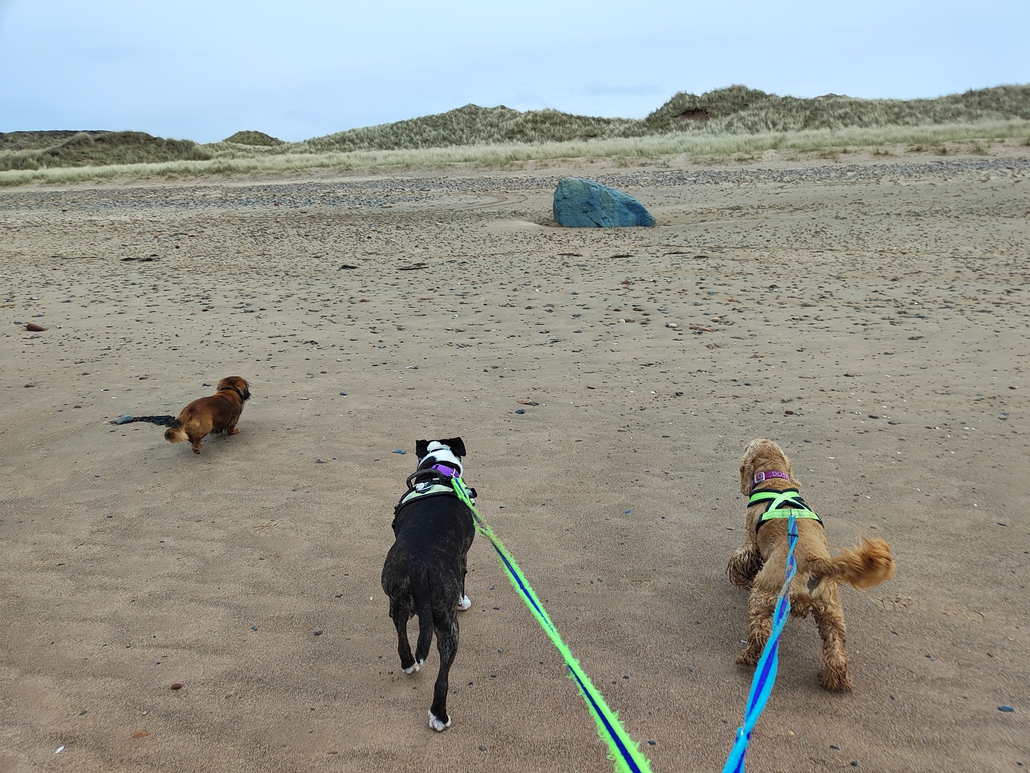 Ted, Luna, Maverick and Honey 🤩