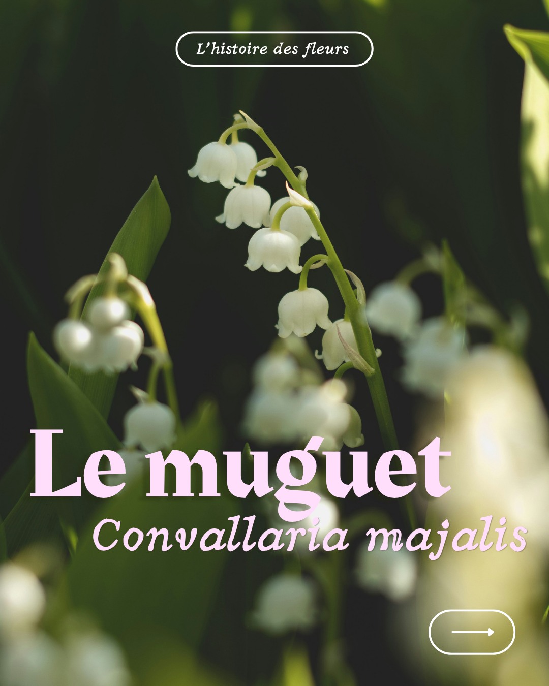 ✨ L’HISTOIRE DES FLEURS ✨
Découvrez en plus sur la fleur du numéro en cours de Fine Fleur !
D’une délicatesse presque timide, le muguet ne révèle son parfum qu’à ceux qui s’en approchent. Ses clochettes immaculées embaument l’air d’une fraîcheur douce et printanière. Fleur du renouveau, il célèbre avec grâce les premiers jours lumineux, comme une promesse discrète de bonheur 🤍
#histoiredefleurs #muguet