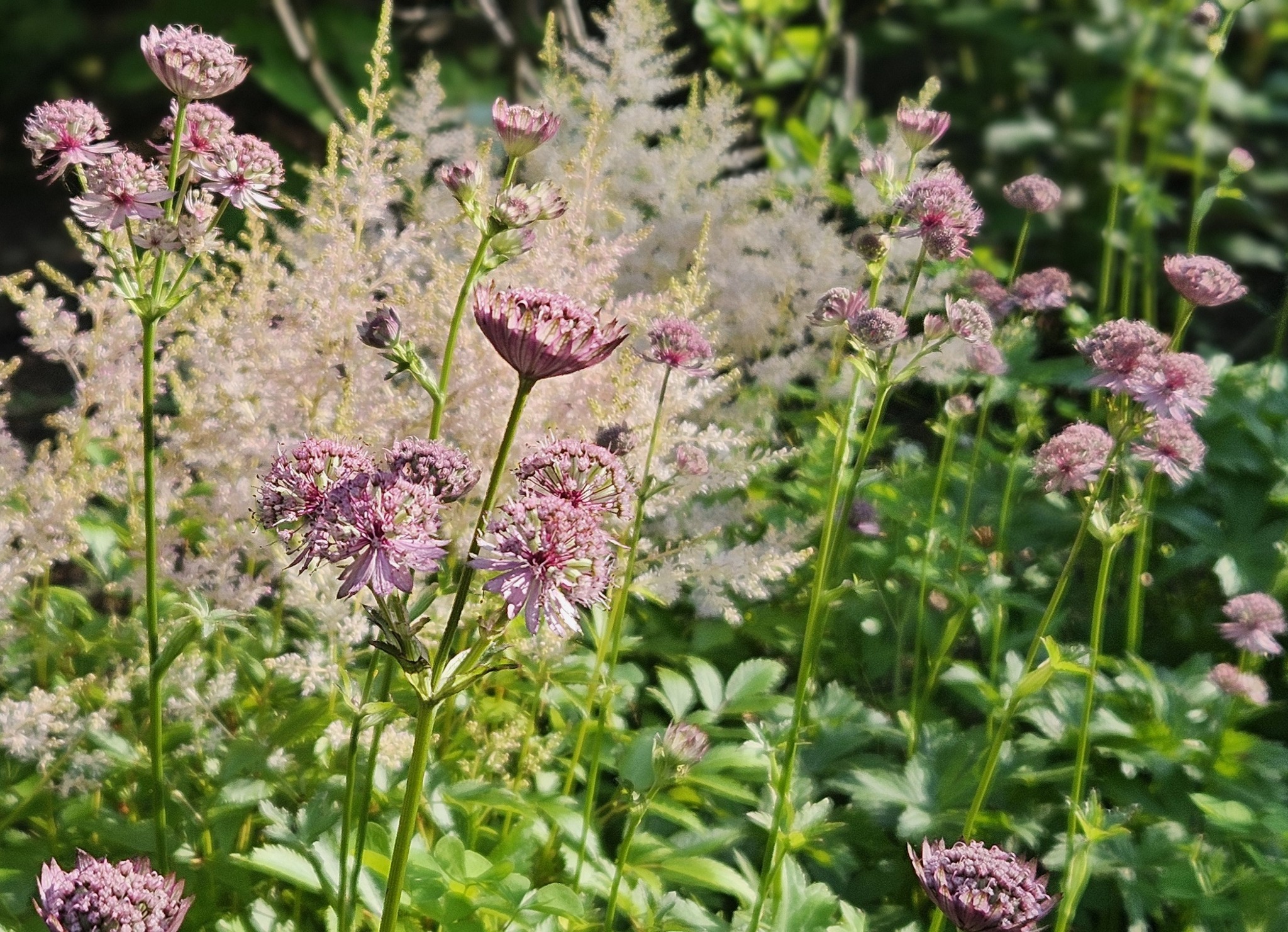 Look at this magical June combo! Astilbe 'Delft Lace' grounds the garden with textured foliage and luscious feathery plumes, while Astrantia ‘Roma’ drifts above with those delicate, starry blooms. Soft, romantic, and just right for a cottage-style garden. They also make great cut flowers! #CottageGardens #PerennialCombos #CompanionPlants #LandscapeDesign #AngieVergeLandscapeDesign