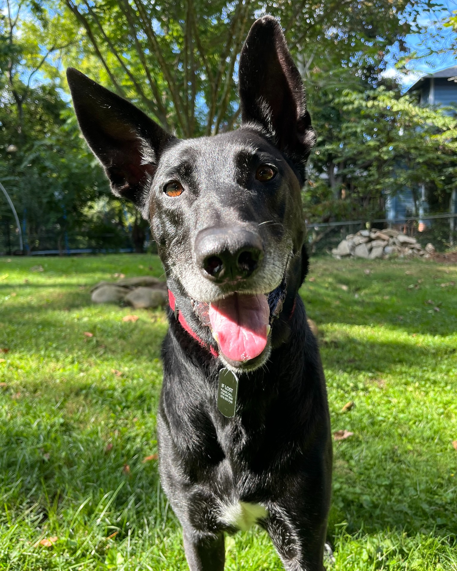 ADOPTABLE DOG - LOKI ๐๐พ If youโve been searching for the perfect dogโฆ look no further! Loki is a German Shepherd mix, and he is the full package. At 8 years old and 75 pounds, he is smart, social, affectionate, and wonderfully adaptable to whatever his humans enjoy.
Whether you want a hiking partner or a couch-snuggle companion, Loki is all in. Heโs just as happy curling up beside you to watch TV as he is trotting along your favorite trail or strolling the neighborhood. This sweet boy loves car rides and is always up for an adventure - Home Depot runs, breweries, you name it, heโs ready!
Loki has excellent manners, too. Heโs a star at the vet, crate trained, house trained, and has a lovely moderate energy level that makes him easy to live with.
Loki is being fostered in Asheville, NC and is available through the Freedom German Shepherd Rescue (@freedomgsrescue). If you are interested in making Loki a part of your family, please complete an adoption application at www.freedomgermanshepherdrescue.org.
#AshevilleLife #DogsOfAsheville #DogsOfInsta #AdoptableDogs #RescueDogs