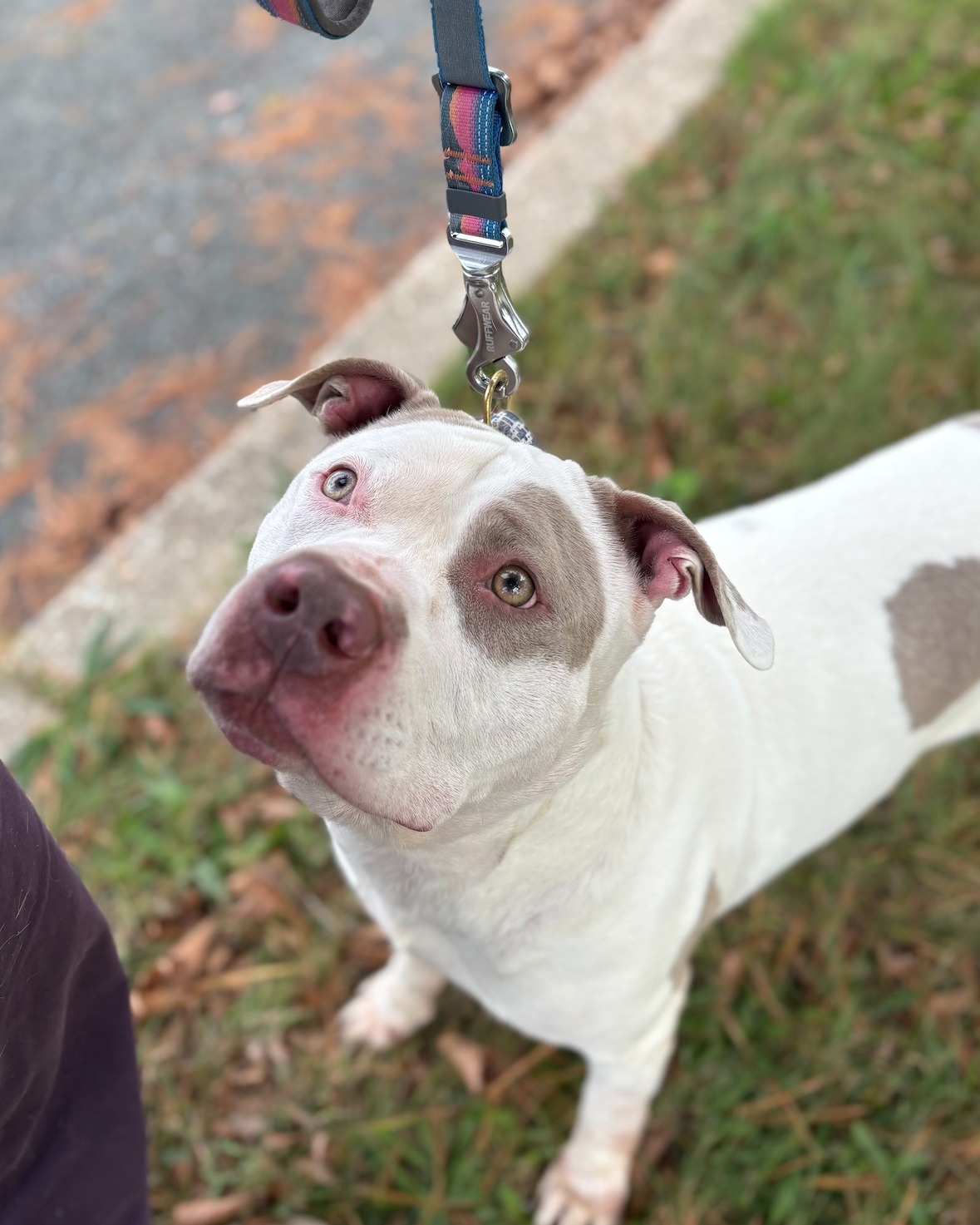 Meet Bjorn.
Originally rescued from PG County's euthanasia list, he was in foster for 10 months. After two failed attempts at moving fosters, we had no choice but to place him in boarding. A foster stepped up in November to temp-foster him on weekends, and again over Christmas.
Now she's fallen in love and is fostering Bjorn until June with a dedication to getting him on track.
Training. Structure. Behavior modification medication. Everything a rescue dreams of in a foster.
But the cost of boarding plus weekly training since his fosters have had him until June will be more than $8,000.
Bjorn is just *one* example of the dogs we're saving at Laila's Legacy.
Can you find it in your heart to donate today? Right now? Before you move onto the next post or item on your to do list?
Our reality is that yes, it’s really the urgent: Adoptions are down.
Fosters aren't stepping up for animals in care.
The number of animals facing homelessness are increasing.
Medical costs continue to rise.
Training is an expensive but necessary commitment.
The bills just keep adding up.
We are fully donor funded and cannot survive without your donations. You make it possible to:
Save dogs and cats from homelessness and inundated shelters.
Provide life saving medical care and behavior support.
Provide supplies for fosters who open their heart & home.
Provide the training support a dog needs to get adopted.
You make it possible to keep going. To keep rescuing.
Once you have donated, we have just one more ask. Can you please spend 30 seconds to forward this email or share about your “why” on social media with a donation link?
Your connection and your story can break through to just one more person who can contribute to our lifesaving work. We need you now more than ever.
Please donate today.
Thank you for supporting Laila's Legacy 💜