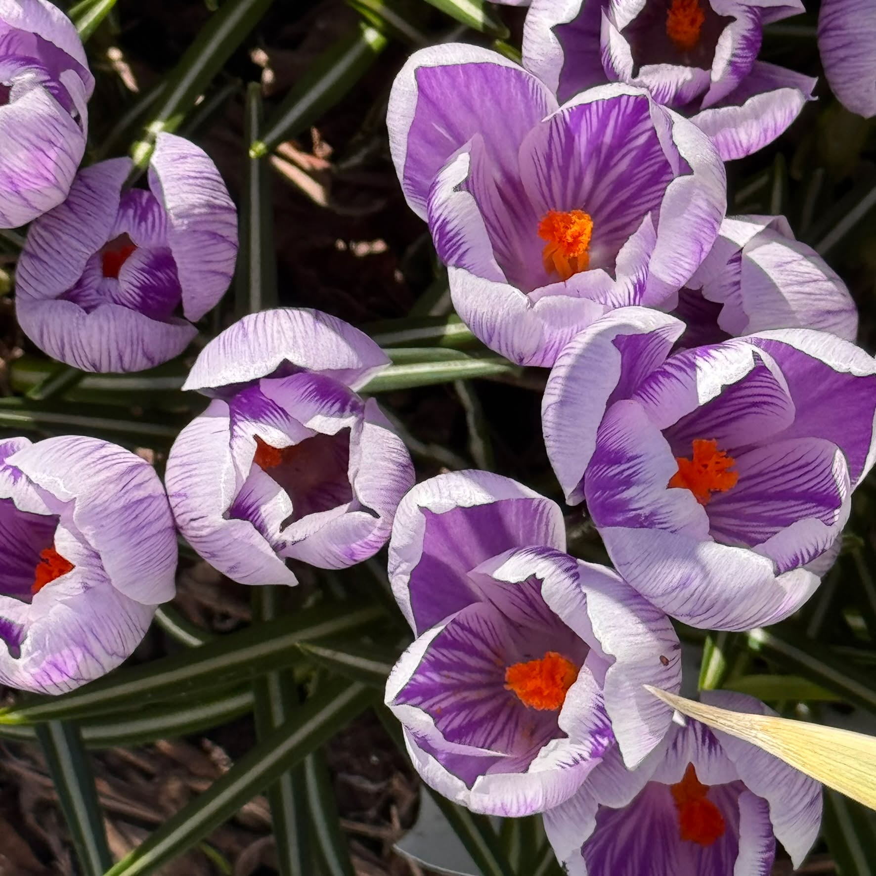 So glad that the flowers are beginning to emerge in my yard again. 💜
It’s time to wander the yard again, looking for floral treasures.
#springishere #crocusflowers #springinyard #gardenjoy #flowerstagram #naturelovers #purplepetals #springtimevibes #yardflowers #hopeinbloom #beautyineveryday #seasonchange #flowerphoto #everydaygrace #springmagic