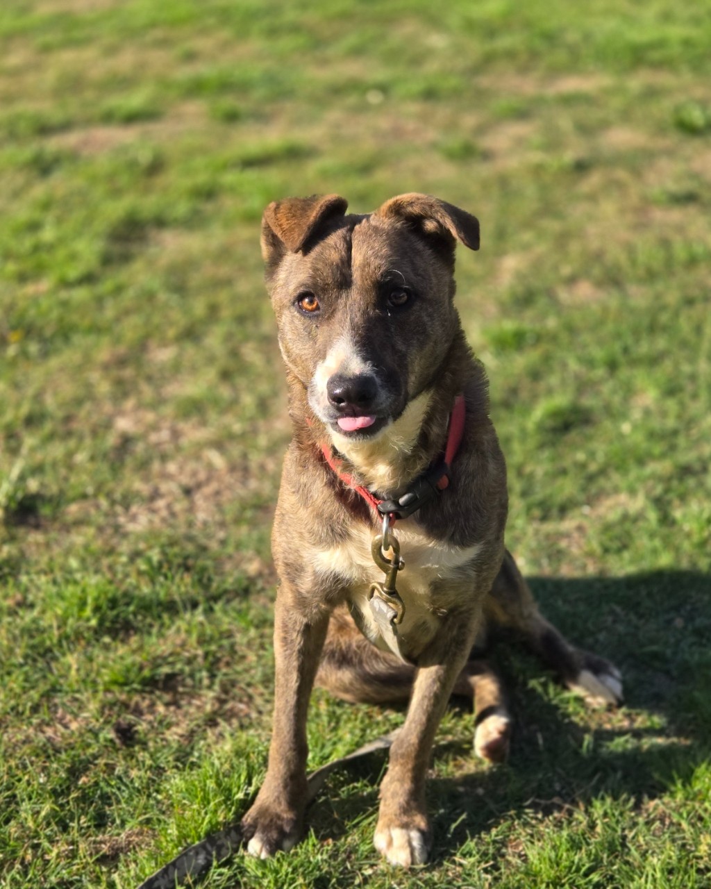 Jade, your new bestie is waiting! 🖤🐾
Jade is a year and a half old and has been with us since she was just a little pup of about 15 weeks old. She has grown up with us, and while we love her dearly, we would truly love even more to see her finally find the forever home she deserves.
Jade is fully vetted, crate trained, potty trained, good with dogs, heartworm negative and good with kids. She is currently learning so many amazing things in her foster home and continues to show us what a special girl she is.
She is a great, quirky dog with so much to love. Jade enjoys the water, going for walks, and being part of the fun. She can be a little shy at first, but once she feels safe and comfortable, her personality starts to shine and she really comes out of her shell.
And just for fun — Jade’s DNA says she is a super mutt to the max, and we’ll be sharing those results in the comments!
Jade is truly a wonderful dog, and we would love nothing more than to see her land in a forever home of her own. Please help us share her story so the right person can find her. 💛
Apply to adopt Jade at:
www.scdrm.com/adopt
#texas #fosteringsaveslives #adoptdontshop #rescuedismyfavoritebreed #RescueDogs #doglover #dogs #trending #cute #rescuedogs #FosterDog #Texas #RescueDogsOfInstagram