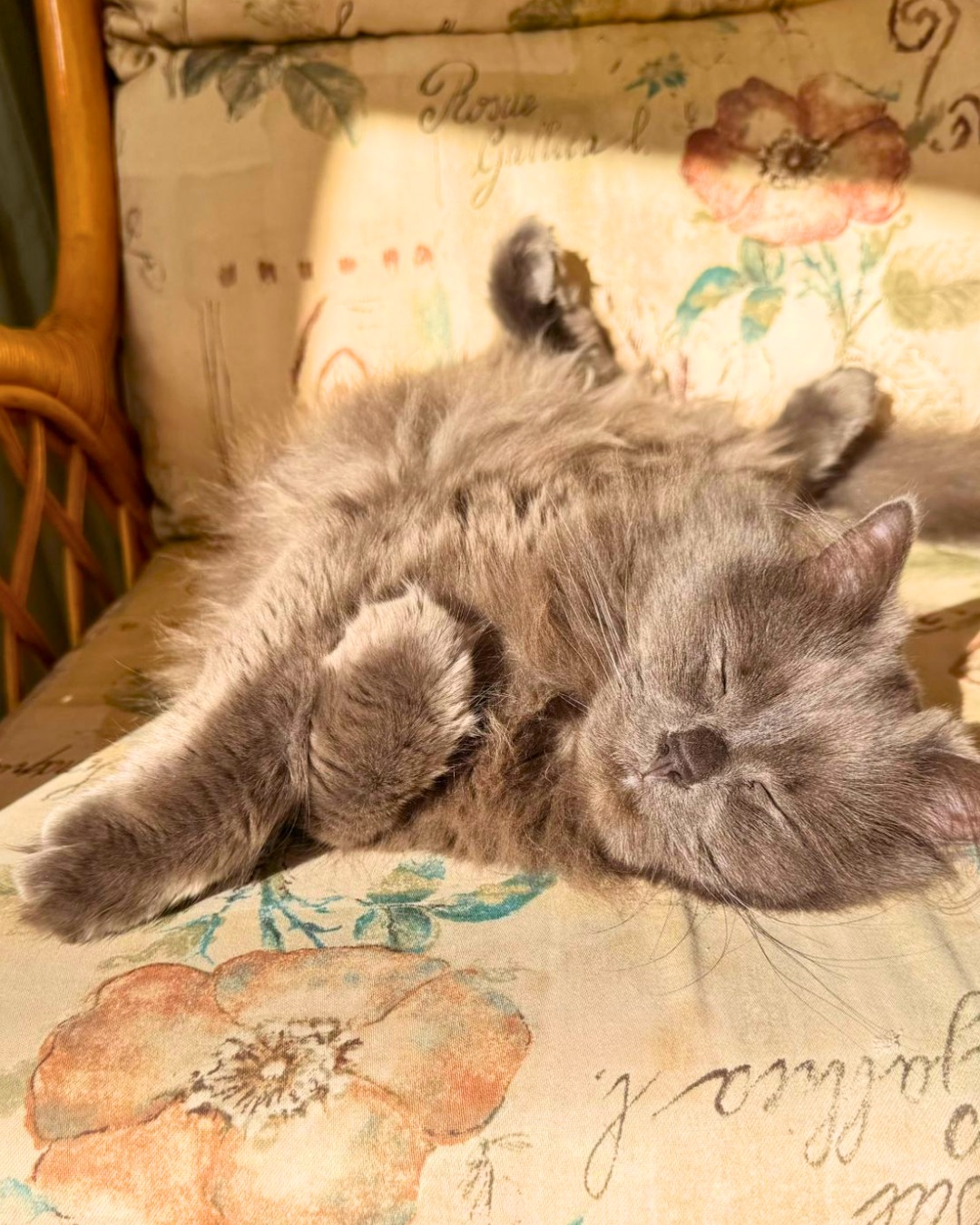 It’s easy to forget that some of the things we bring into the house this time of year can be tempting (and risky) for curious cats…
🌷 Lilies – even tiny amounts (like pollen or vase water) can be extremely toxic
🧺 Ribbons & Easter grass – fun to play with, dangerous if swallowed
🥚 Foil wrappers – crinkly = irresistible… but not safe
🍬 Sweet treats – not made for feline tummies
🥩 Leftovers – rich foods can quickly lead to upset stomachs
No panic here — just a little reminder to keep things safe while you enjoy the long weekend 💛
Save this for later or share with a fellow cat owner 🐾
#CatSafety #CatCareTips #PetSafety #CatsOfInstagram #CatOwners #EasterPets #EasterSafety #SpringWithPets #PetAwareness