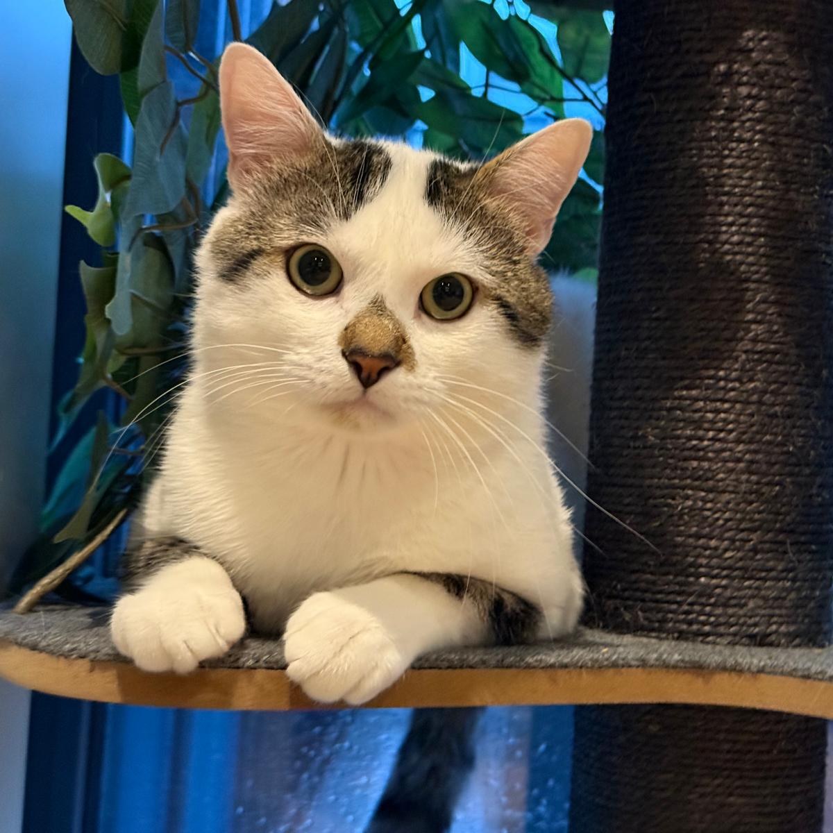 Monty - male / 1 year old
Meet Monty - a charming, gentle boy with a quiet nature and a playful streak.
Monty is a well-behaved and easy-going cat who enjoys the simple things in life. He’s a great eater and not at all fussy, though his absolute favourite treats are HiLife chicken breast snacks!
When he’s not relaxing, Monty loves a good play session - especially if tunnels are involved. He also has a soft side and enjoys curling up on his foster parents’ chest for chin scratches, happily purring away. His favourite spots to unwind are his cosy cat tree basket and anything soft and fluffy (faux fur blankets are a big hit!).
Monty is generally very well behaved, with a fondness for climbing and perching up high to observe everything going on around him.
Monty will need one tooth removed, which will be fully covered by LICK. Aside from this, he’s in great health and ready to find his forever home.
He gets along well with other cats and would be happy sharing his space with a feline friend. Monty would suit a home that respects his independent nature while still giving him plenty of love, cuddles, and daily playtime.
If you’re looking for a sweet, balanced companion with both playful energy and a calm, affectionate side, Monty could be the perfect match.
---
📄 For more information about adoptions please head to our website. Be sure to read our resources and FAQs while you’re there!
🙏 Please consider donating via our fundraiser posts or the link in our bio. PayPal Giving Fund has no commission or payment fees. ALL donations go towards vet bills.
💊 Please be aware that some kitties may have pre-existing medical conditions that require a more expensive insurance policy. Ages are usually estimated.